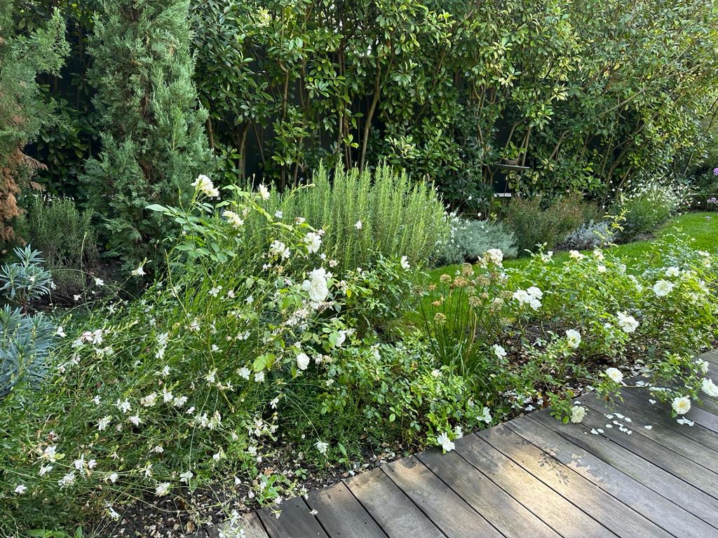 Jardin luxuriant avec rosier blanc en fleurs le long d'une terrasse en bois. Arbres et arbustes verts denses en arrière-plan.