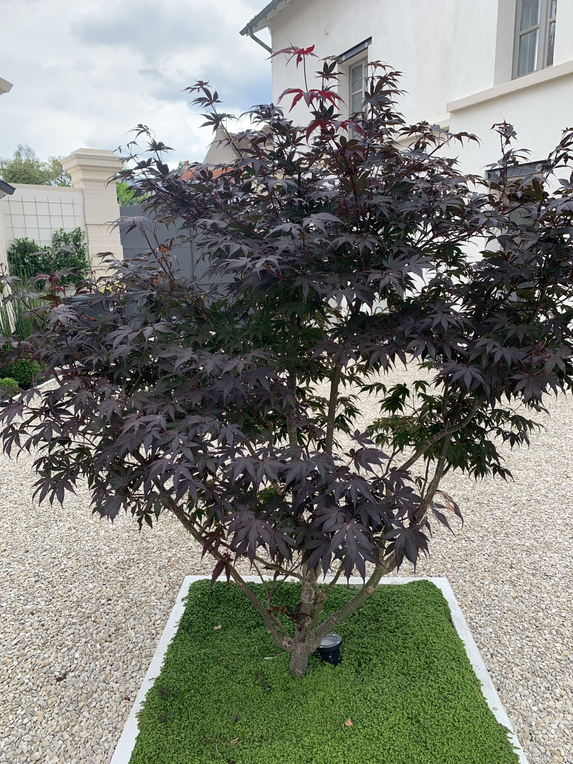 Érable japonais aux feuilles pourpres dans un parterre de couvre-sol vert, entouré de gravier clair devant une maison blanche.