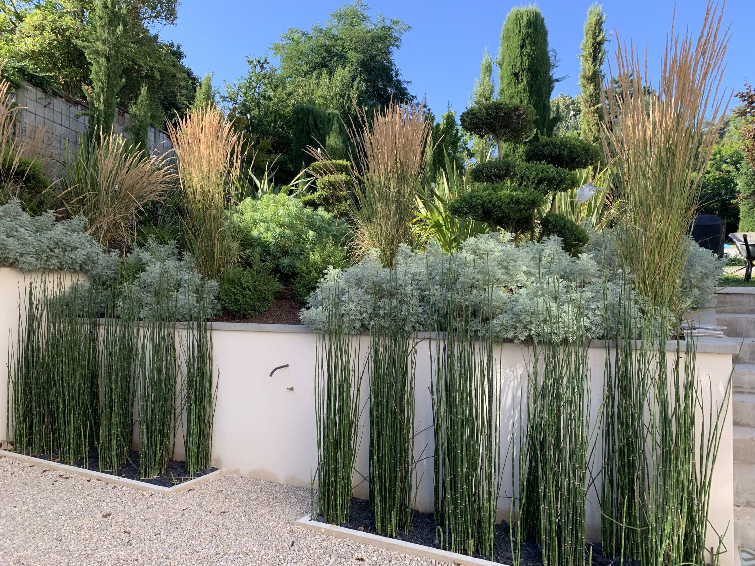 Jardin moderne avec mur blanc, equisetum, graminées dorées, feuillage argenté, cyprès et chemin de gravier.