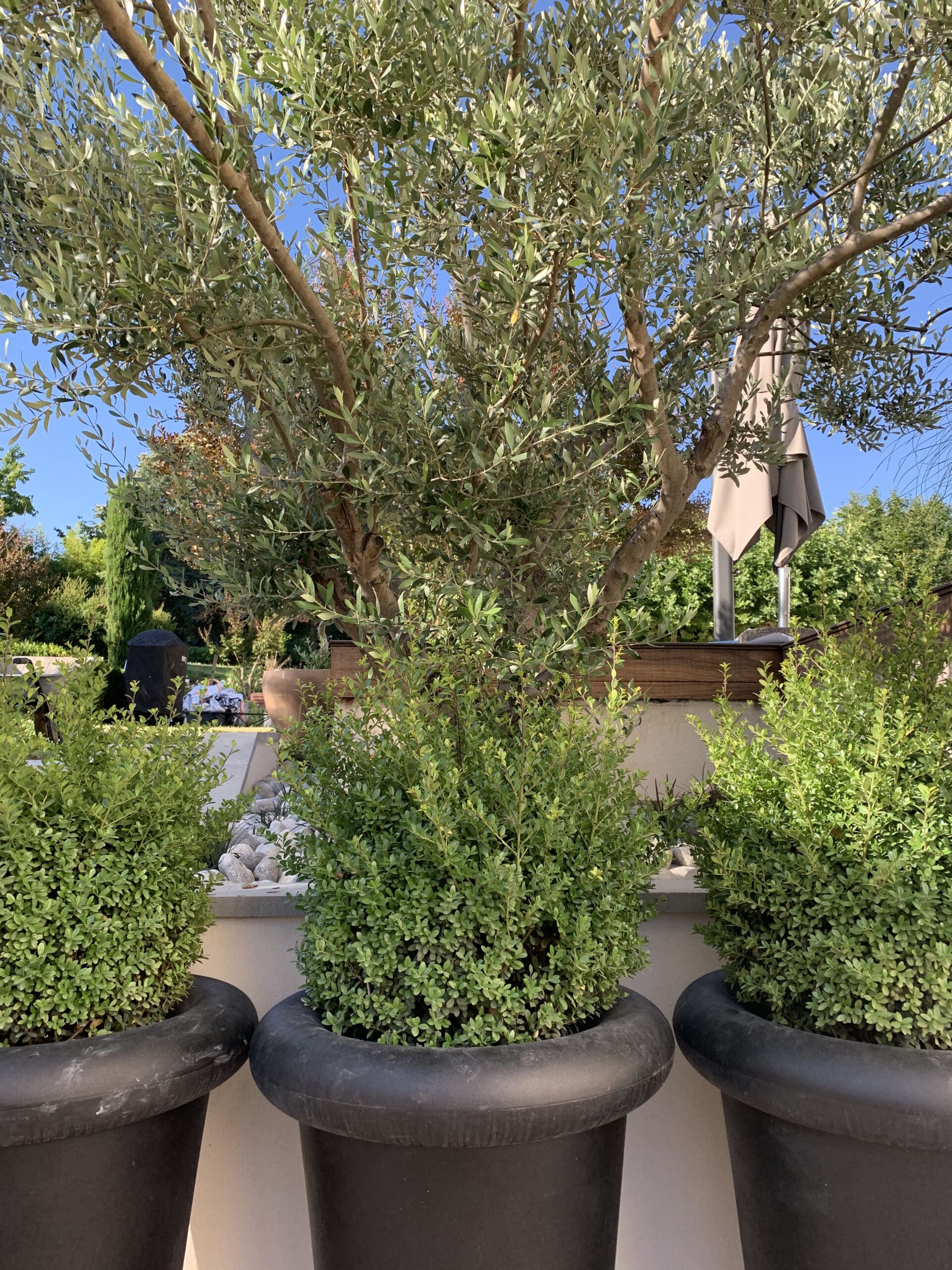 Grand olivier aux feuilles argentées sous ciel bleu éclatant. Trois jardinières noires avec des buis verts en premier plan dans un jardin ensoleillé.