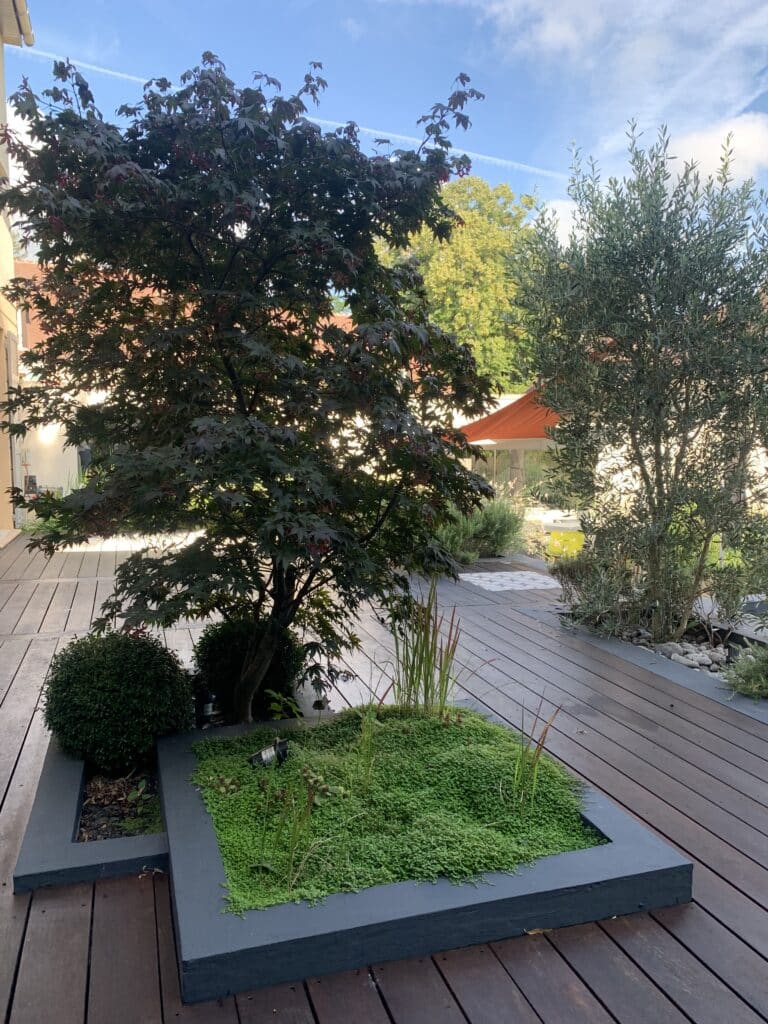 Jardin moderne avec deck en bois sombre, érable japonais et olivier luxuriant. Parterres intégrés de plantes couvre-sol vertes sous ciel bleu.