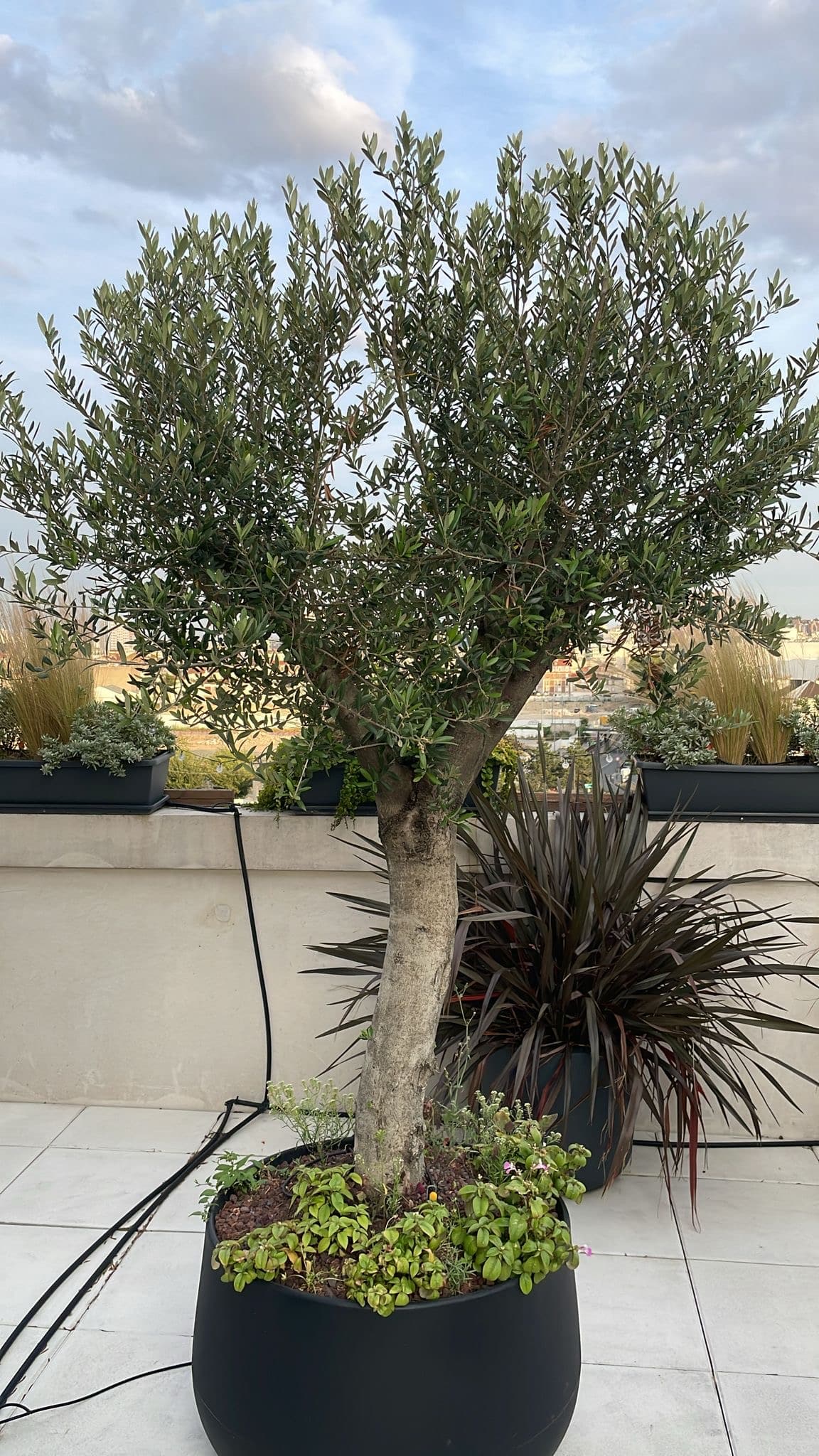 Grand olivier en pot noir sur une terrasse blanche. Plantes variées et ciel nuageux en arrière-plan. Vue urbaine lointaine.
