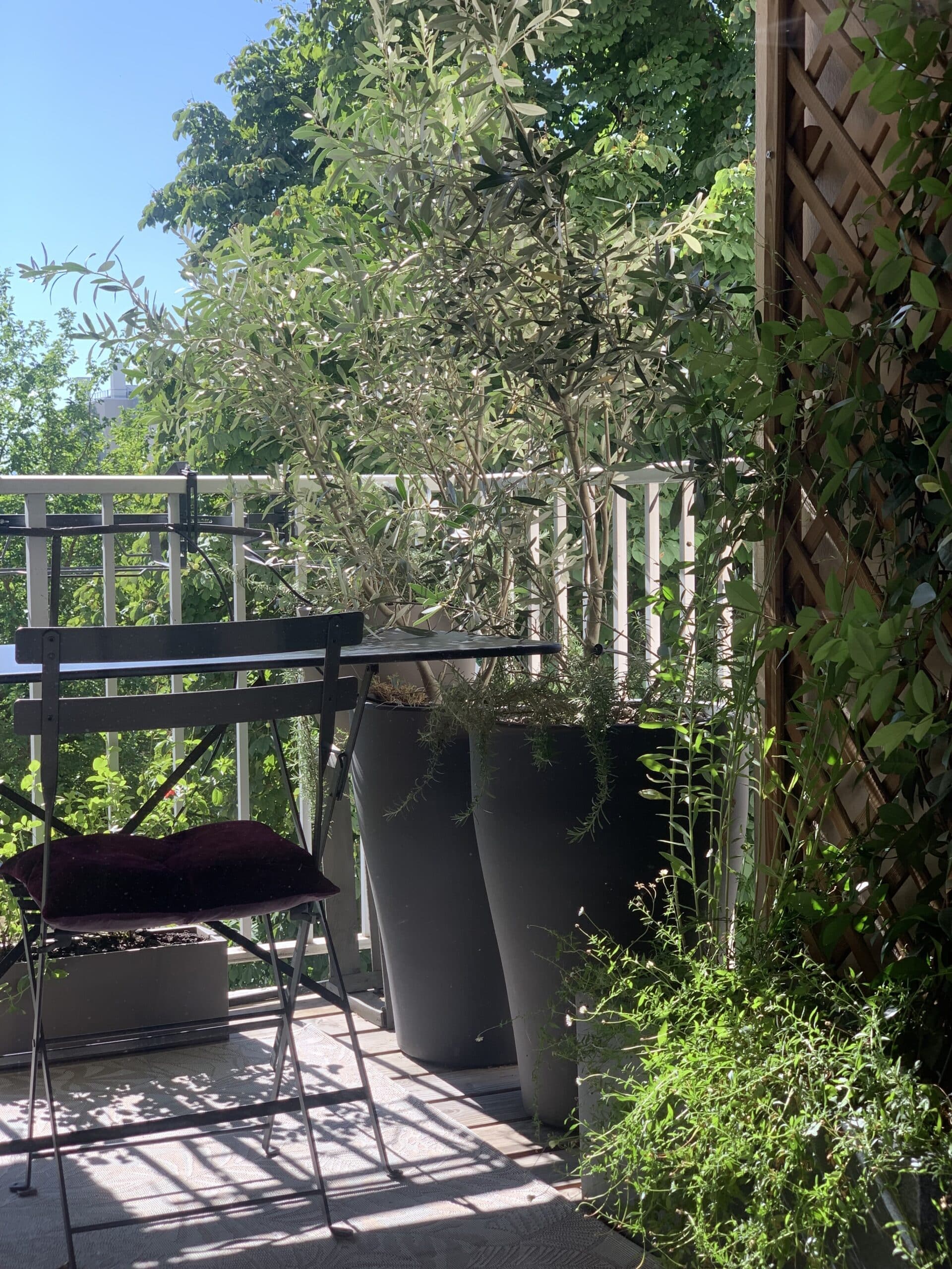Balcon ensoleillé aménagé avec des plantes, dont un olivier en grands pots gris, une chaise pliante avec coussin bordeaux et un treillis en bois.