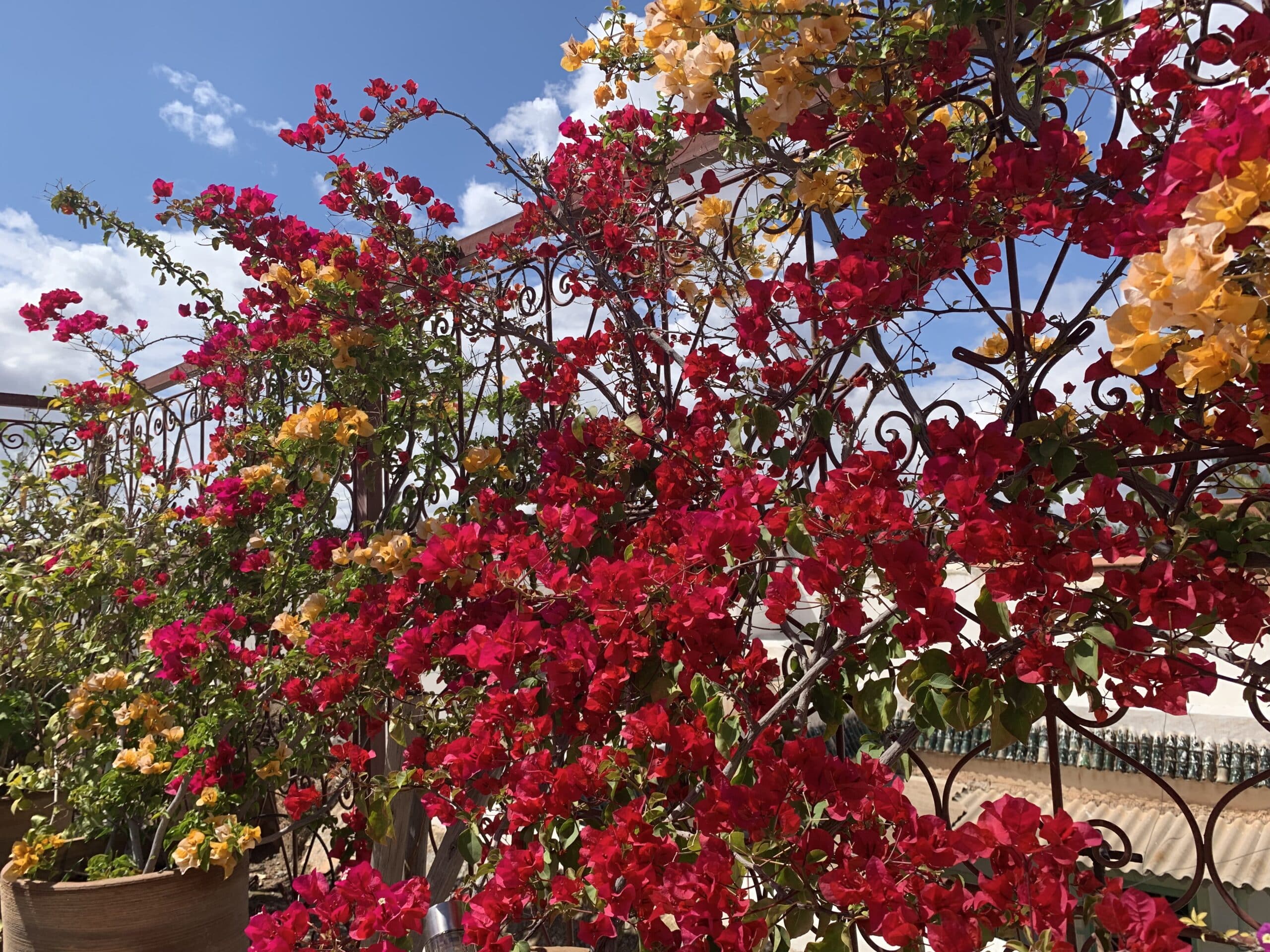 Bougainvilliers magenta, jaunes et oranges foisonnants sur balustrade en fer forgé. Ciel bleu éclatant et quelques nuages.