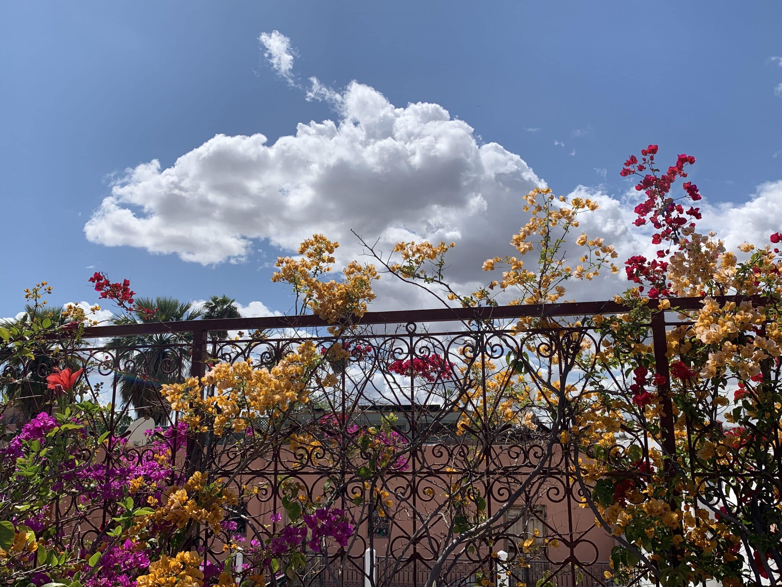 Clôture en fer forgé ornée de bougainvilliers jaunes, rouges et violets sous un ciel bleu parsemé de gros nuages blancs.
