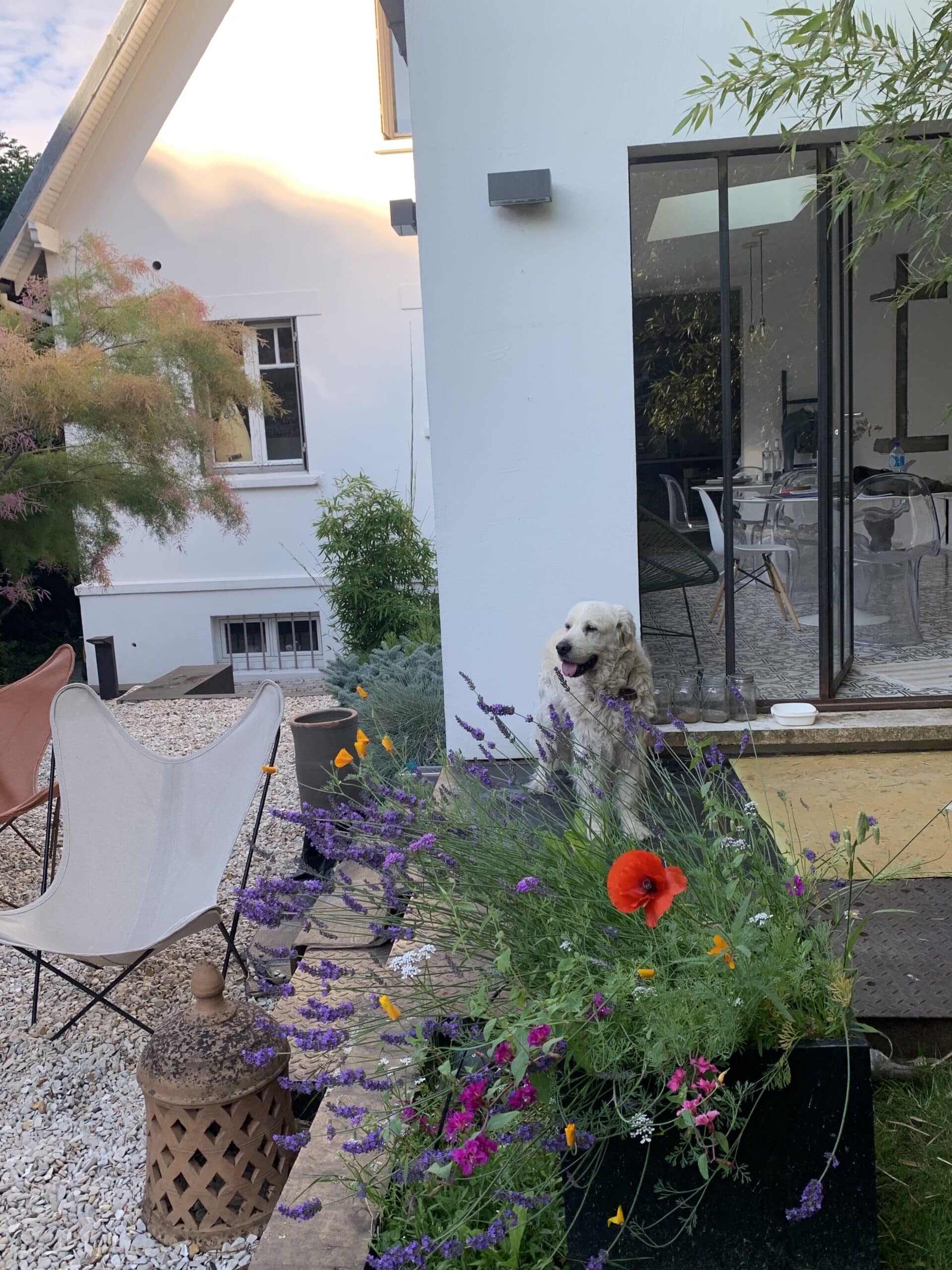 Grand chien blanc heureux devant une maison moderne, entouré de lavande violette, pavots rouges et jaunes. Patio avec gravier et chaises.