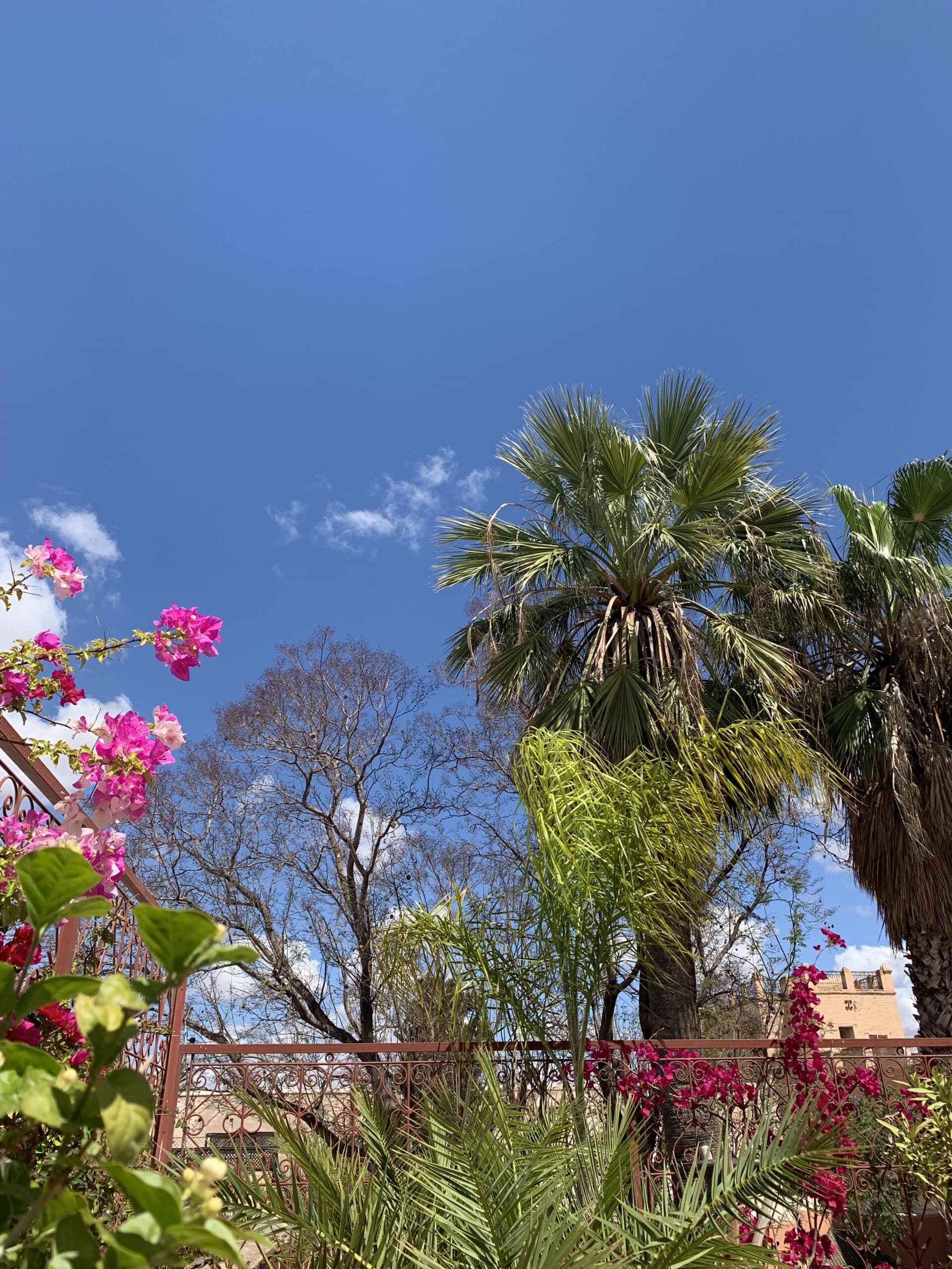 Ciel bleu clair sur des bougainvilliers roses vifs, palmiers, et une balustrade en fer forgé. Un bâtiment ocre se profile à l'arrière-plan.