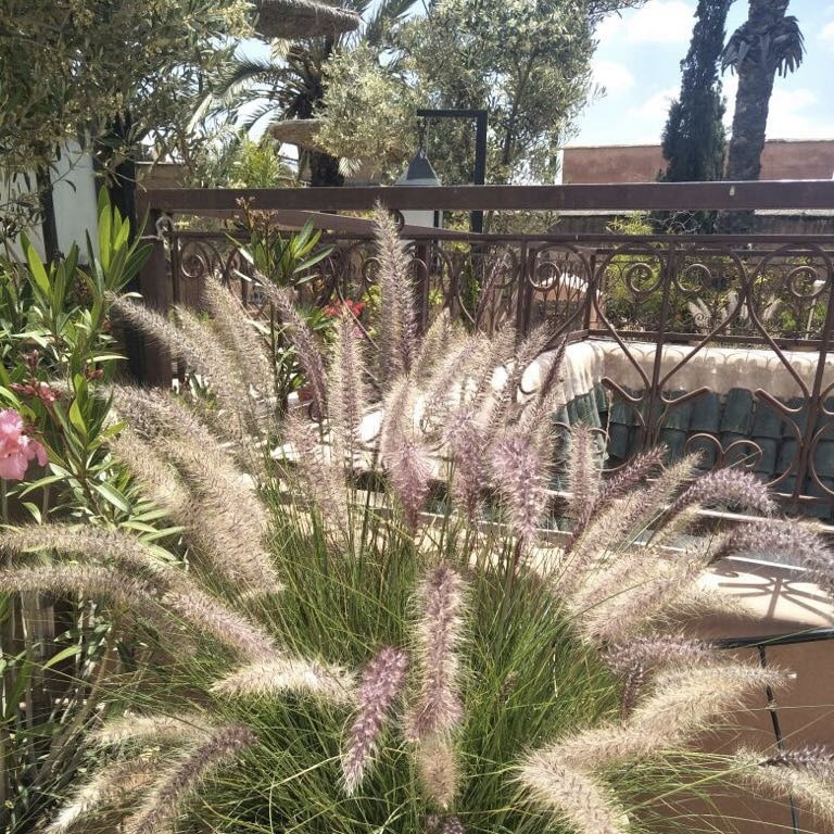 Grand bouquet d'herbe aux écouvillons à fleurs violet clair au premier plan, devant une balustrade en fer forgé et un jardin luxuriant sous un ciel bleu.