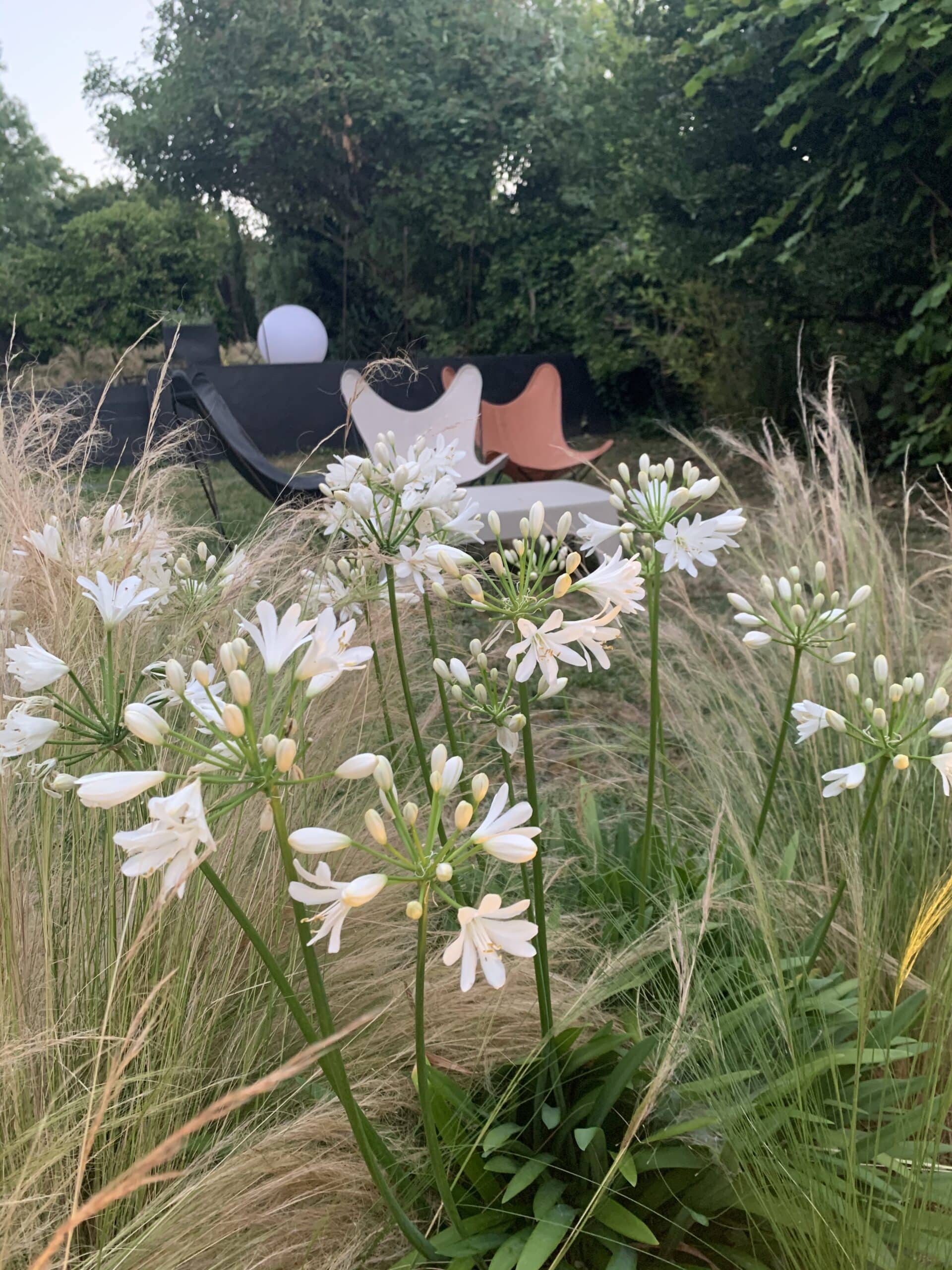 Agapanthes blanches et herbes ornementales en fleurs. Arrière-plan: mobilier de jardin moderne avec chaises papillon (noir, blanc, terracotta).