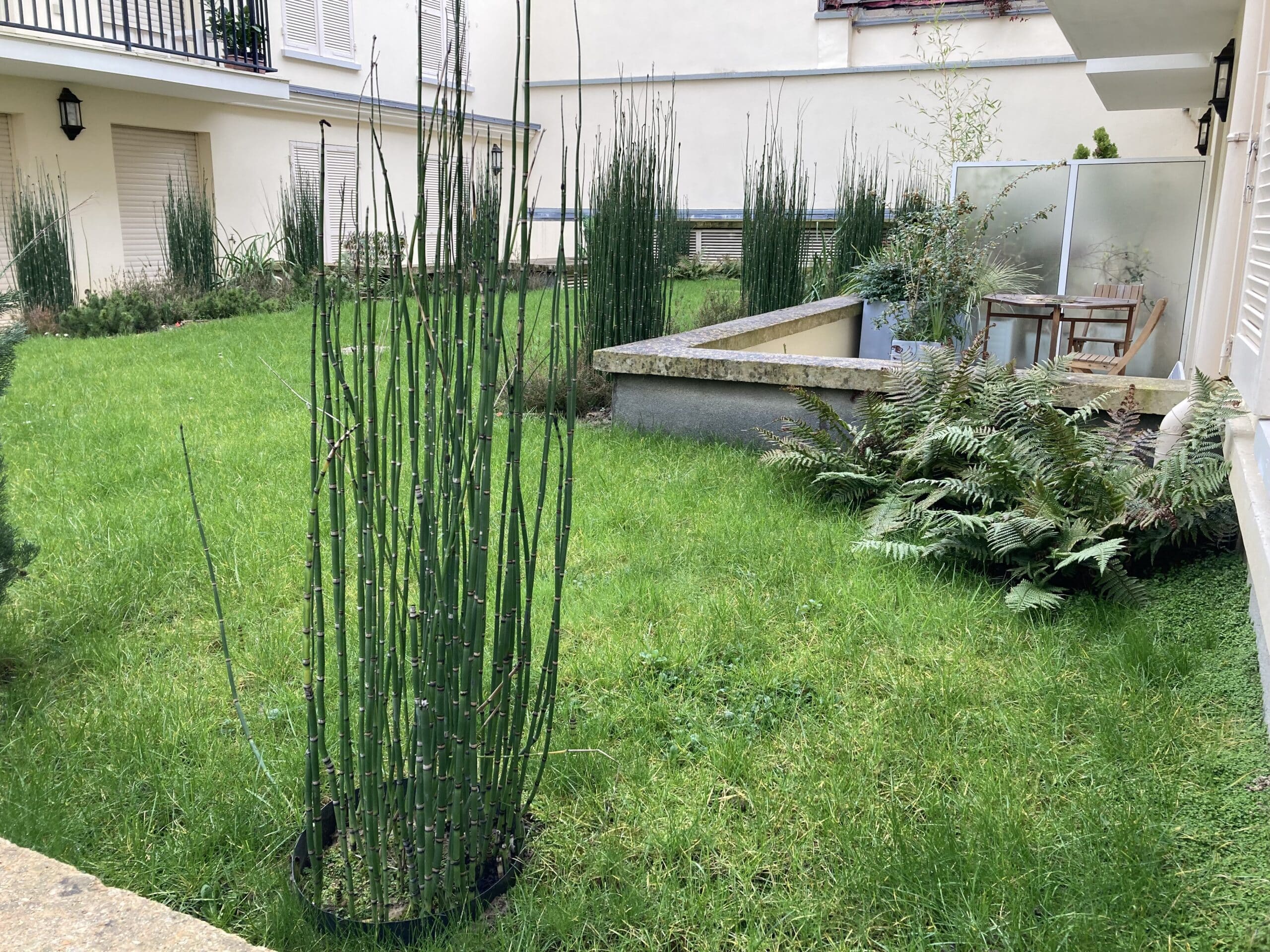 Jardin de cour verdoyant avec pelouse centrale, rangées de prêles hautes, fougères luxuriantes et bâtiments clairs avec balcons.