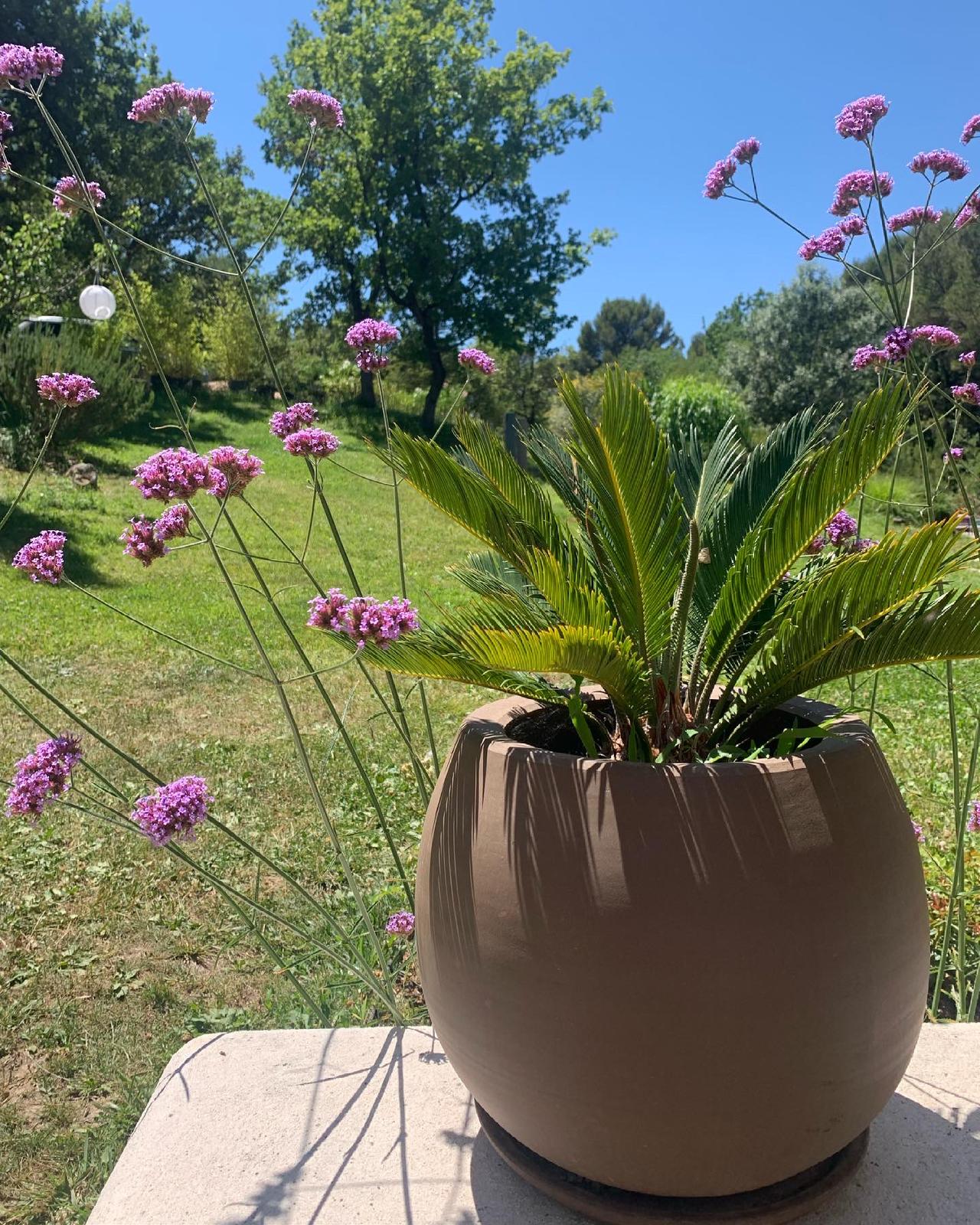 Grand palmier Cycas en pot brun sur une terrasse ensoleillée, entouré de hautes fleurs violettes Verbena et d'un jardin verdoyant.