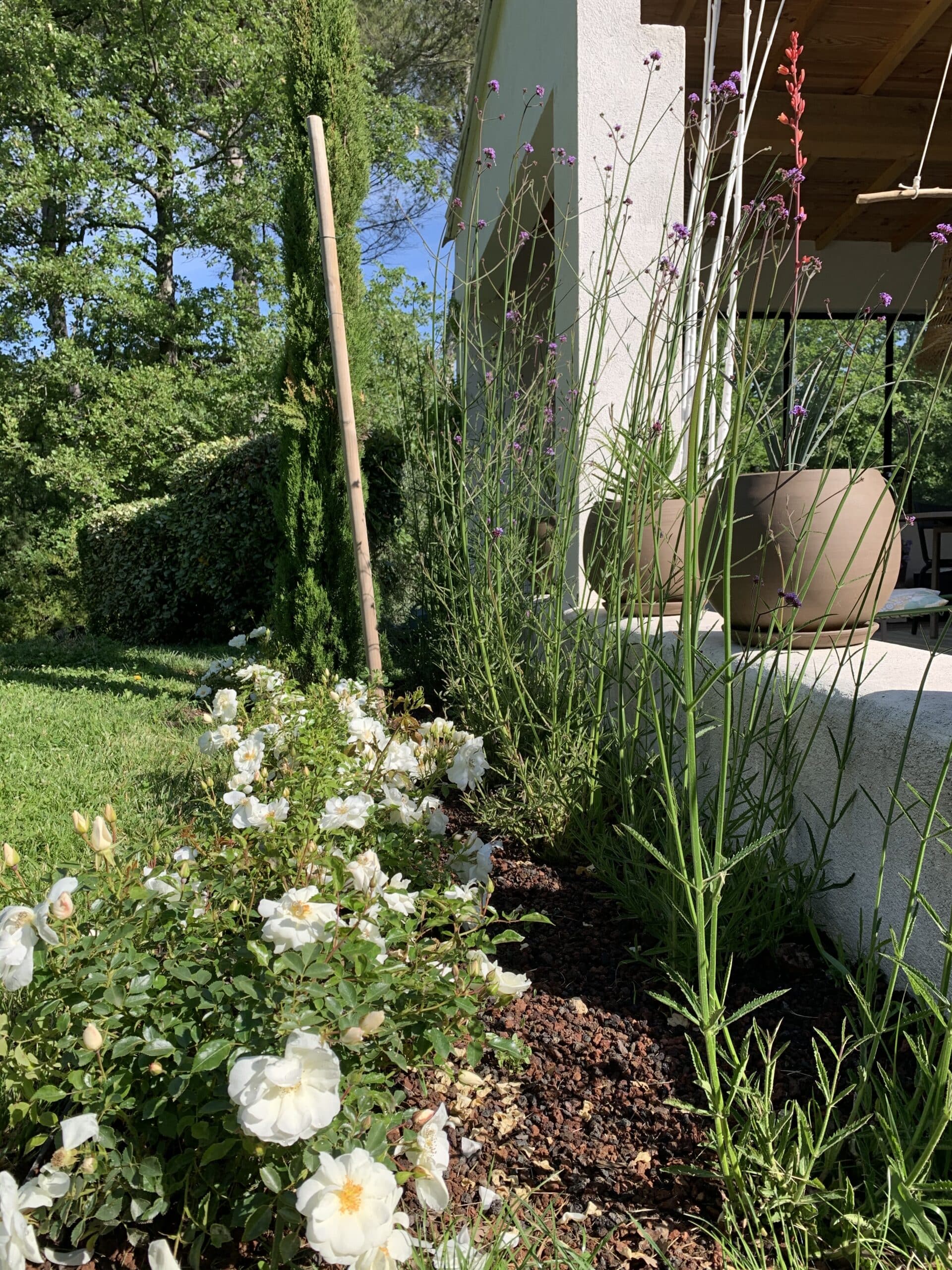 Jardin ensoleillé: roses blanches, verbena pourpre et grands pots en terre cuite devant une maison claire. Arbres verts.