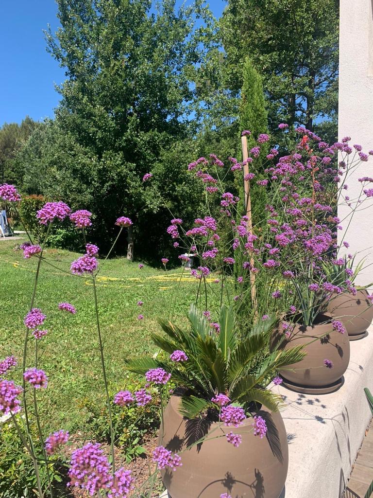 Jardin ensoleillé avec des fleurs violettes hautes en premier plan, des palmiers en pot sur une terrasse et de grands arbres verdoyants sous un ciel bleu clair.