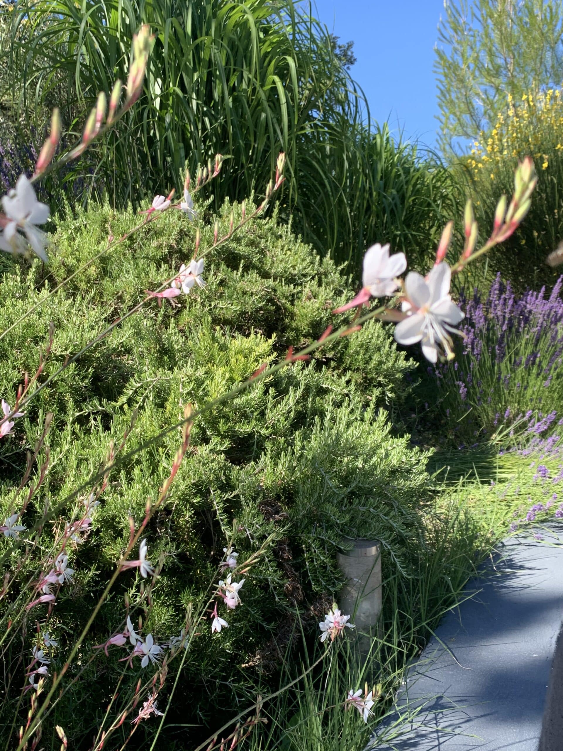 Jardin ensoleillé: fleurs de Gaura blanches, arbustes verts de romarin, lavande violette et buissons jaunes sous ciel bleu clair.