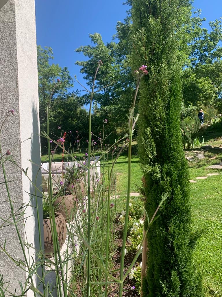 Jardin ensoleillé avec de hautes fleurs violettes devant un mur blanc, un cyprès élancé et une personne sur un chemin herbeux.