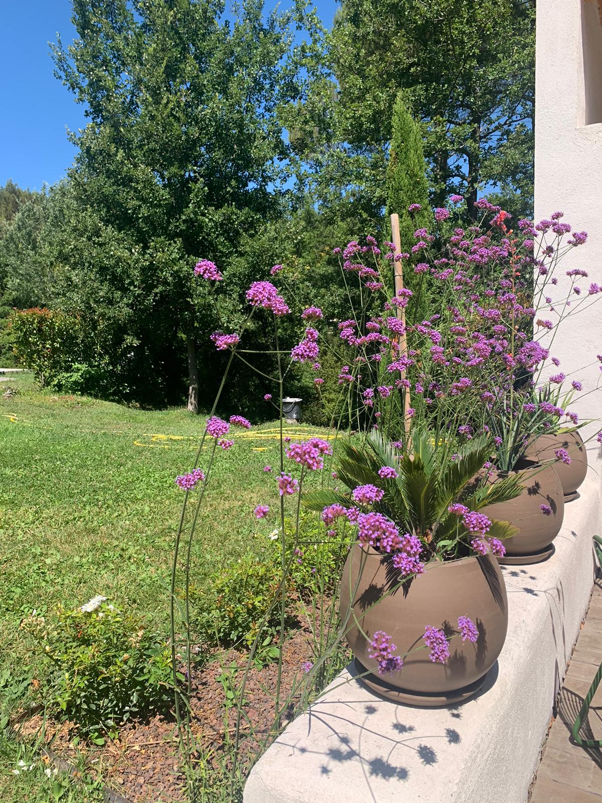 Jardin ensoleillé: pots bruns de verveine pourpre éclatante et plantes vertes sur un muret, adossé à un gazon luxuriant et des arbres.