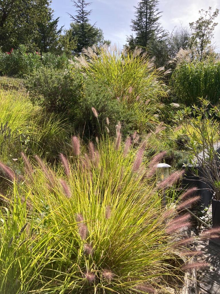 Jardin ensoleillé : touffes de Pennisetum aux épis rose-mauve et feuillage vert-jaune vif, entourées d'autres graminées ornementales et arbres.