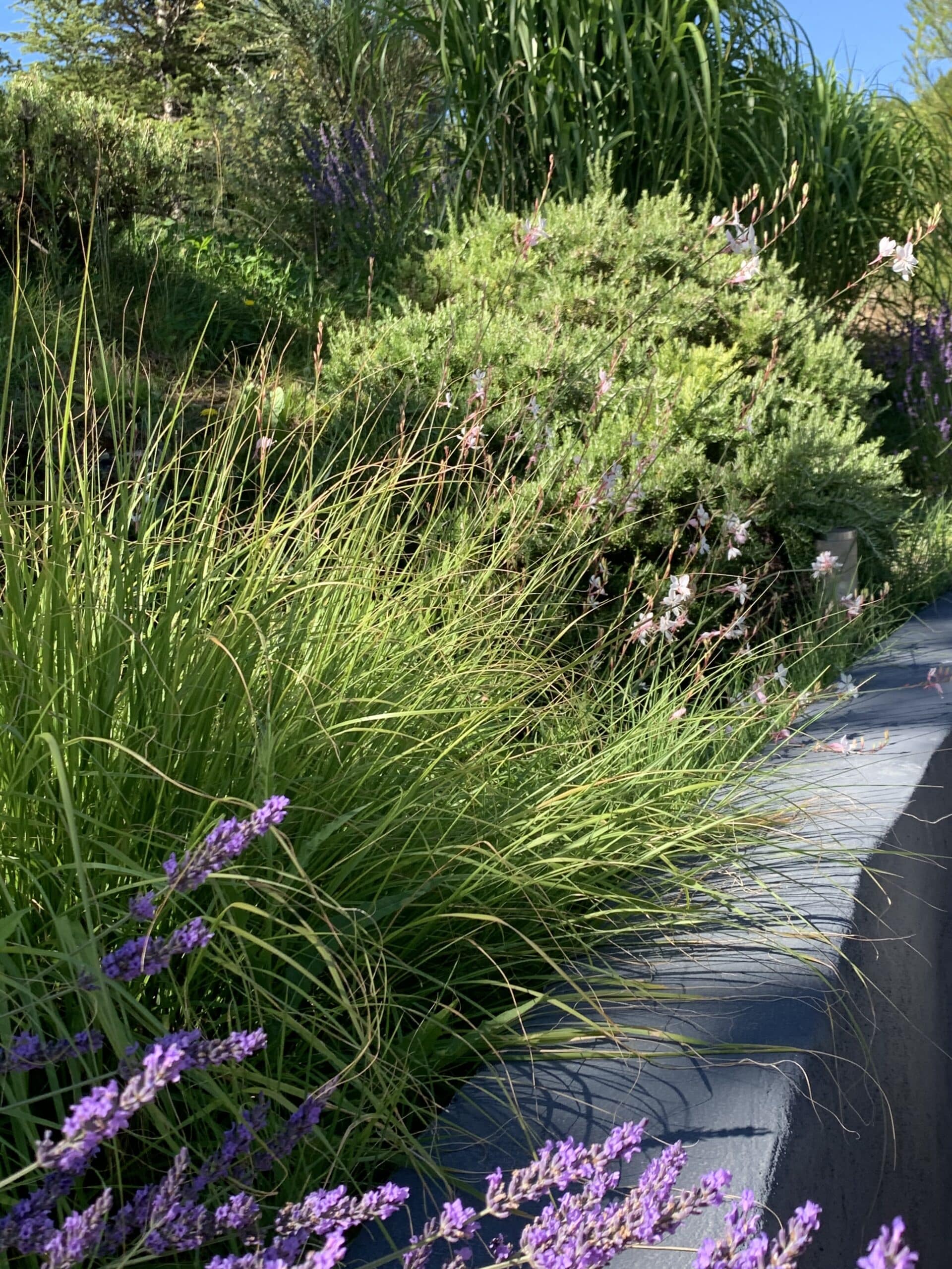 Lavande violette, hautes herbes vertes, et fleurs de Gaura blanches rosées bordant un muret gris sous un ciel bleu d'été.