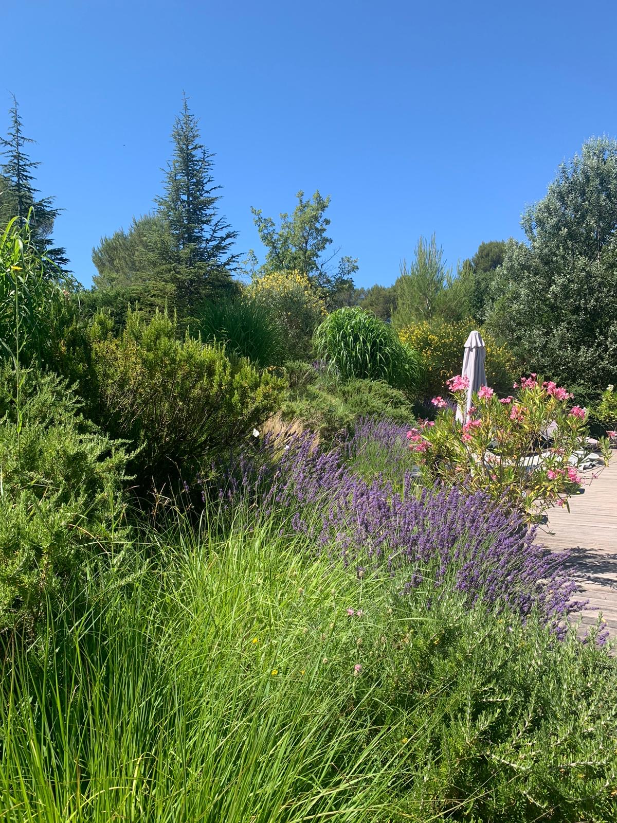 Jardin méditerranéen ensoleillé avec lavande violette, herbe, arbustes verts, fleurs roses et parasol sur une terrasse en bois sous ciel bleu.