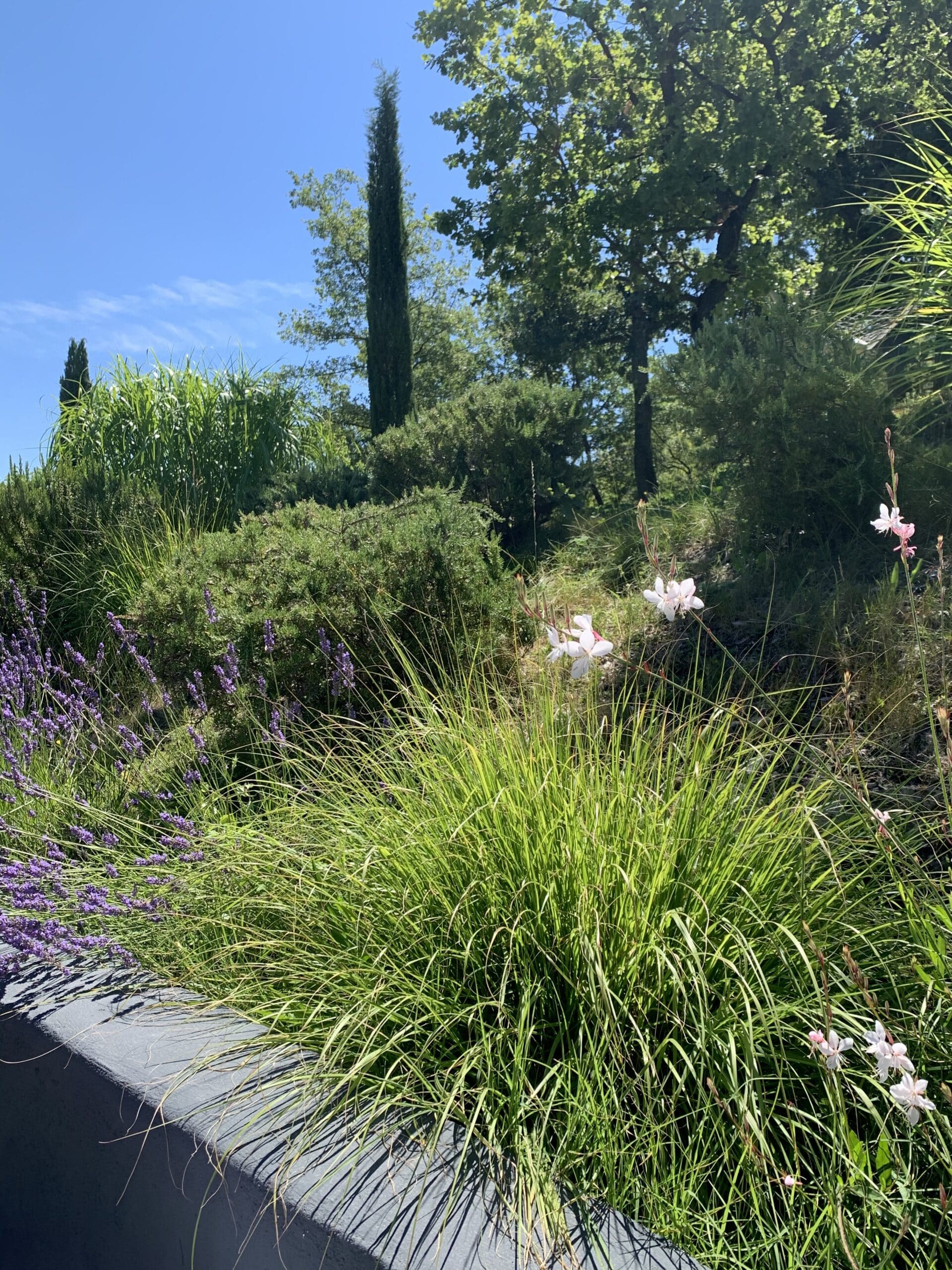 Jardin méditerranéen ensoleillé avec lavande violette, fleurs de gaura blanches, grandes herbes vertes et cyprès sous un ciel bleu.