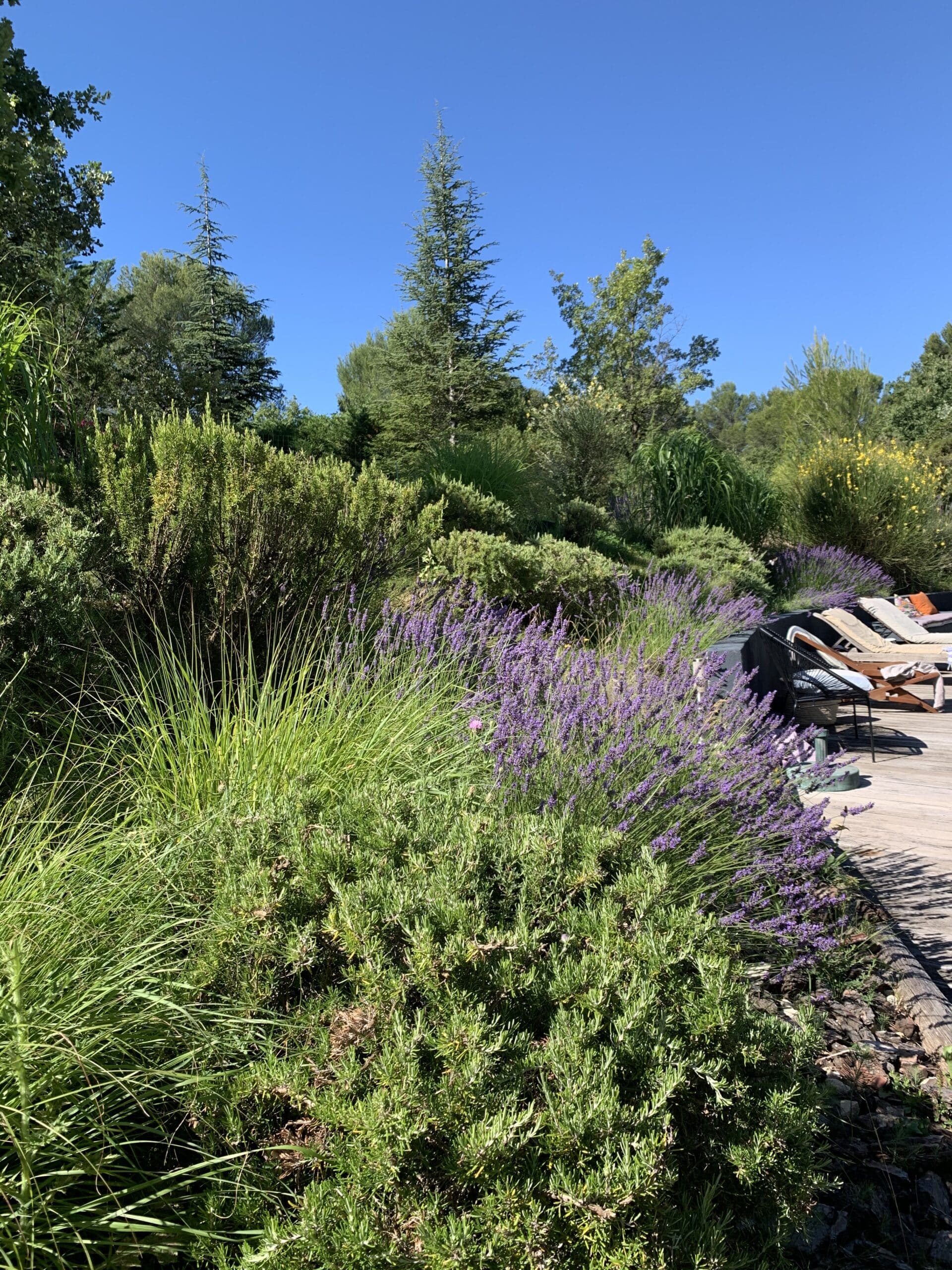Jardin ensoleillé avec lavande violette, herbes hautes, buissons verts et arbres sous un ciel bleu clair, à côté d'une terrasse en bois avec transats.