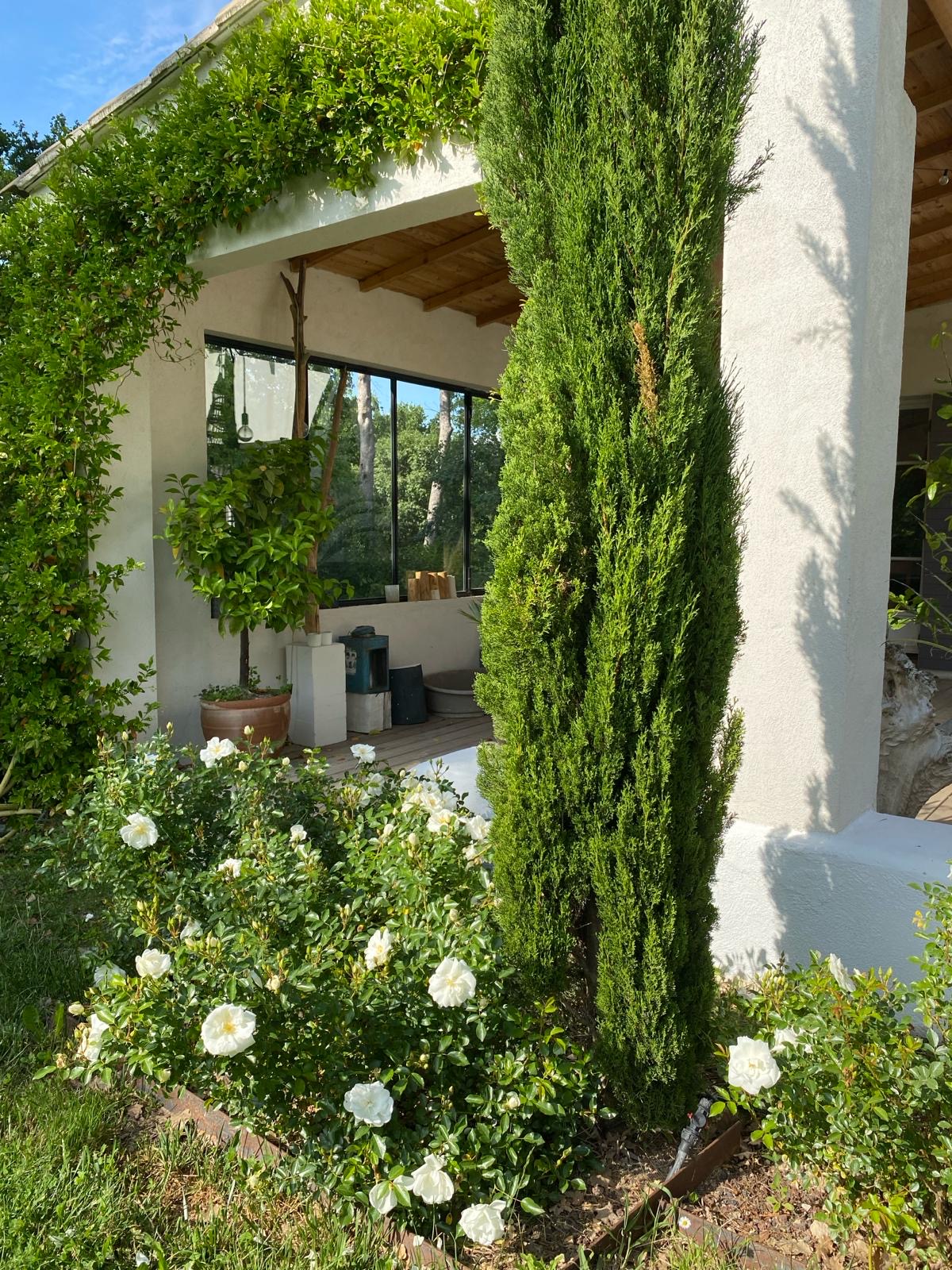 Maison blanche avec terrasse couverte, bordée de roses blanches et d'un cyprès. Verdure luxuriante et jardin ensoleillé.