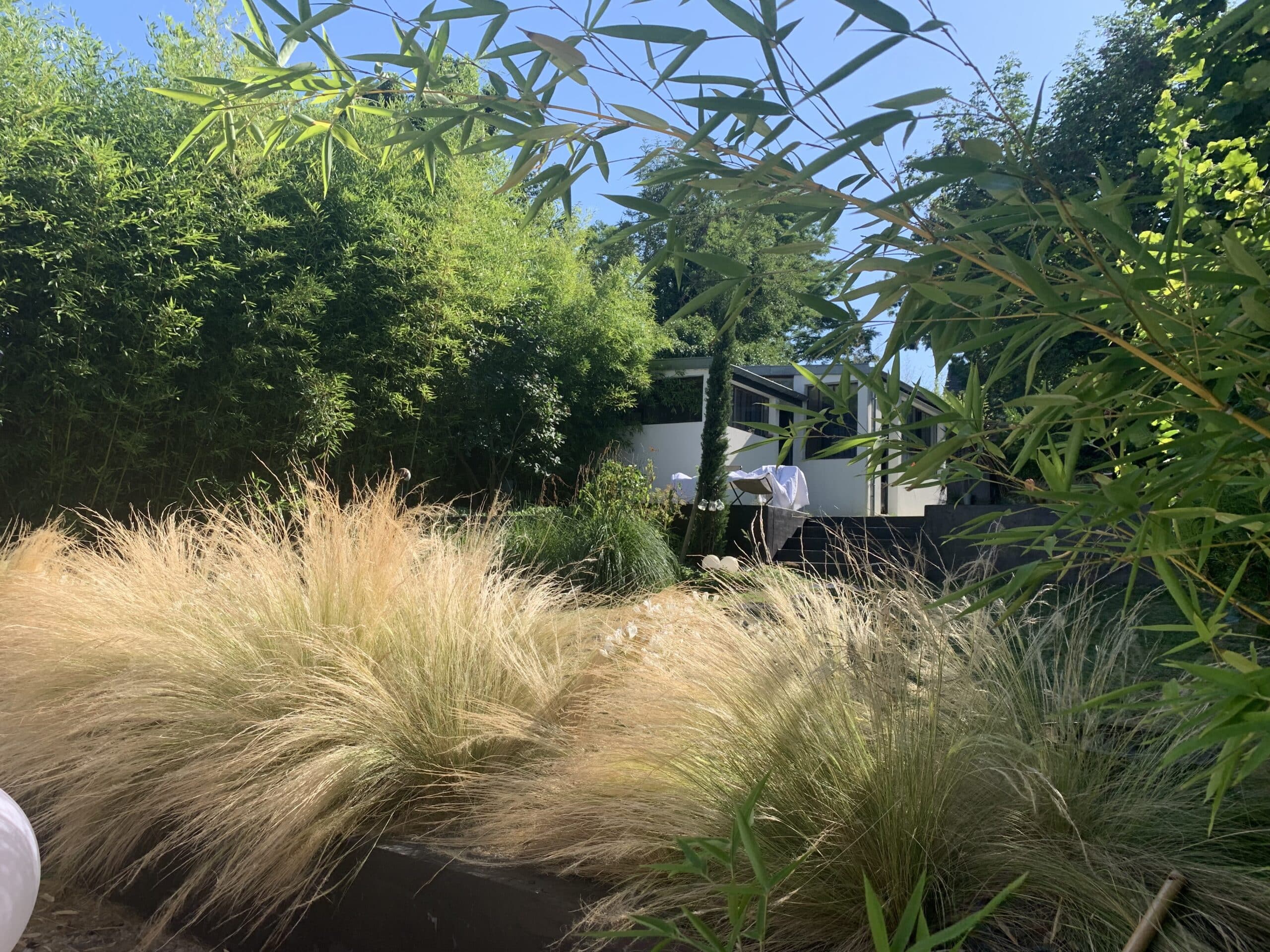 Jardin ensoleillé avec denses graminées ornementales dorées, bambous luxuriants et maison moderne en arrière-plan sous ciel bleu.