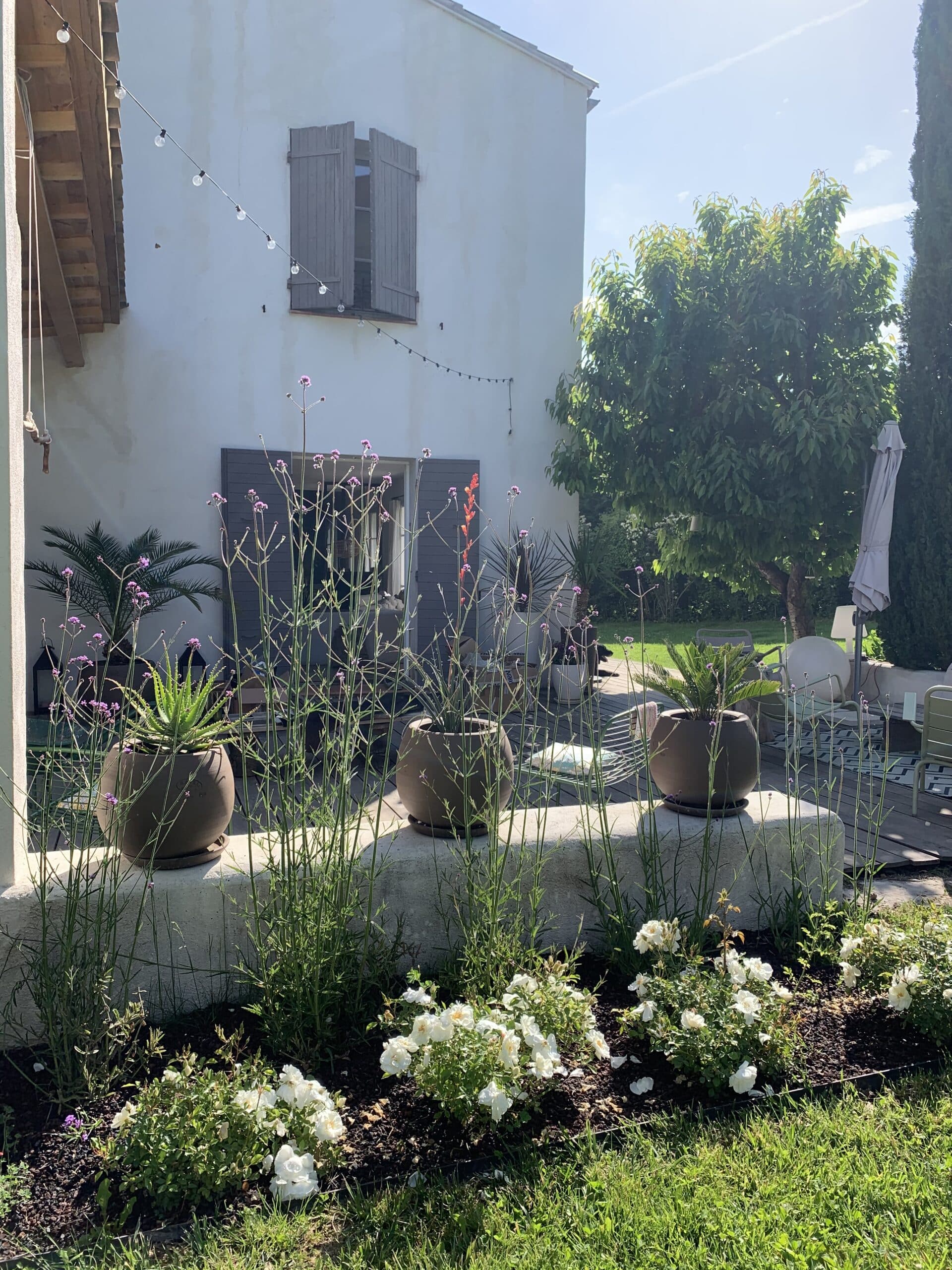 Jardin méditerranéen ensoleillé devant une maison blanche aux volets gris, avec plantes en pot, roses blanches et guirlande lumineuse.