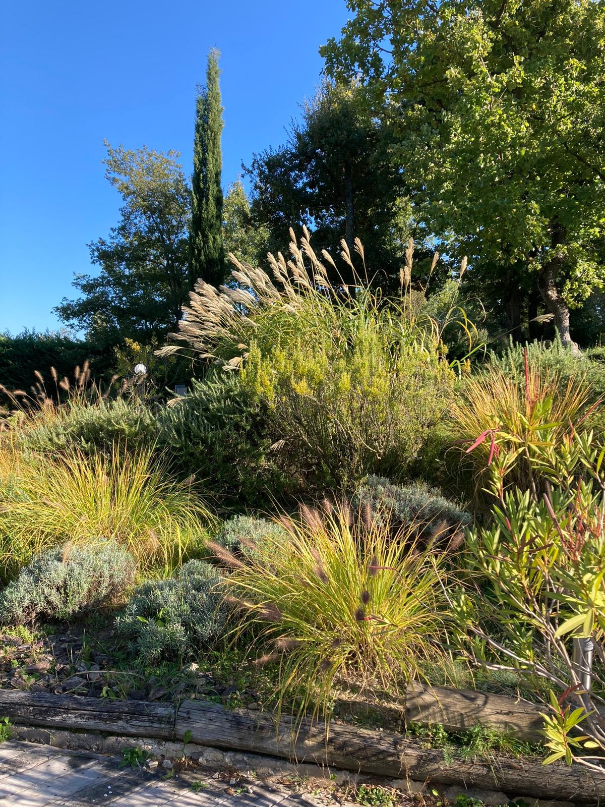 Jardin ensoleillé avec graminées ornementales, lavande et cyprès élancé sous ciel bleu. Palette de verts et jaunes.