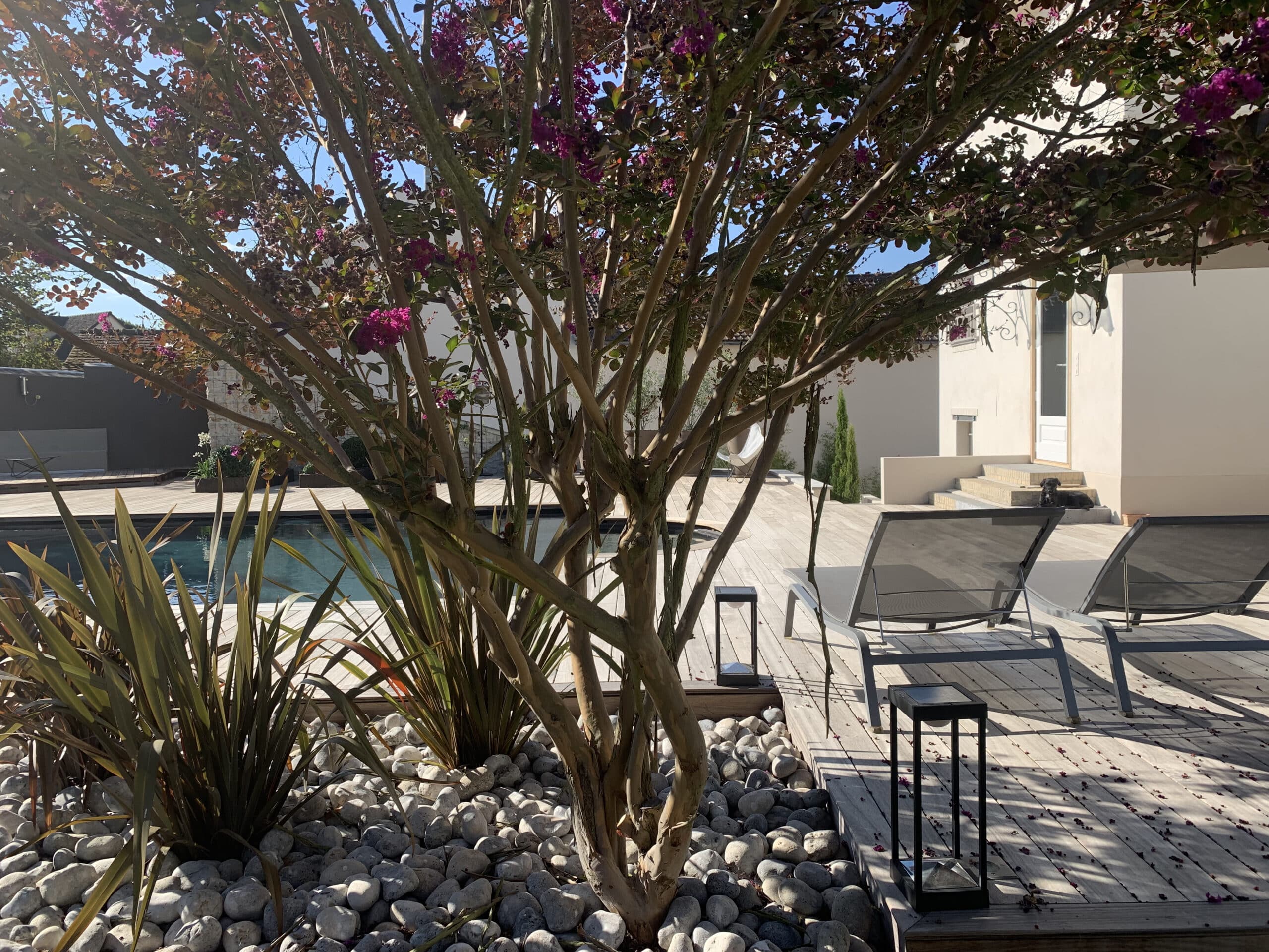Jardin moderne avec piscine et terrasse en bois, centrée sur un arbre fleuri aux fleurs violettes, entouré de galets et de transats.