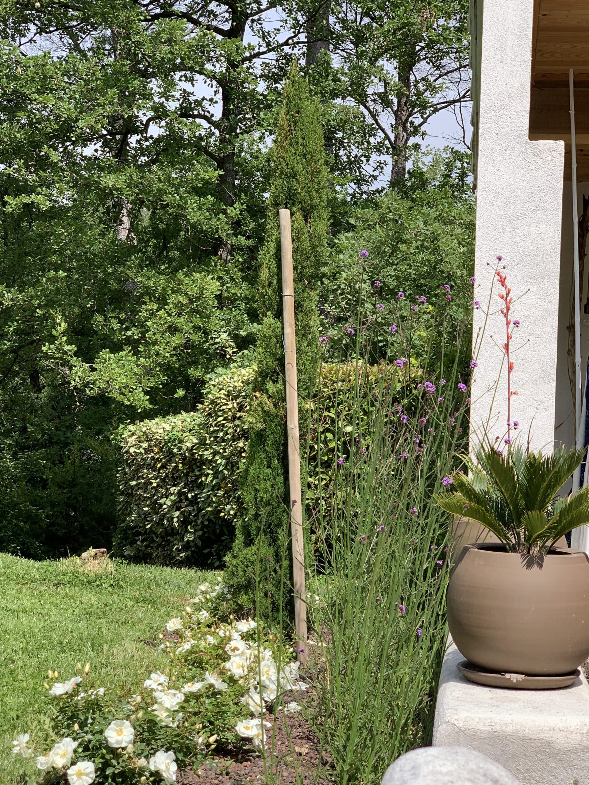 Jardin ensoleillé avec cyprès élancé, roses blanches, plantes à fleurs violettes et rouges, et un cycas en pot sur une terrasse en béton.