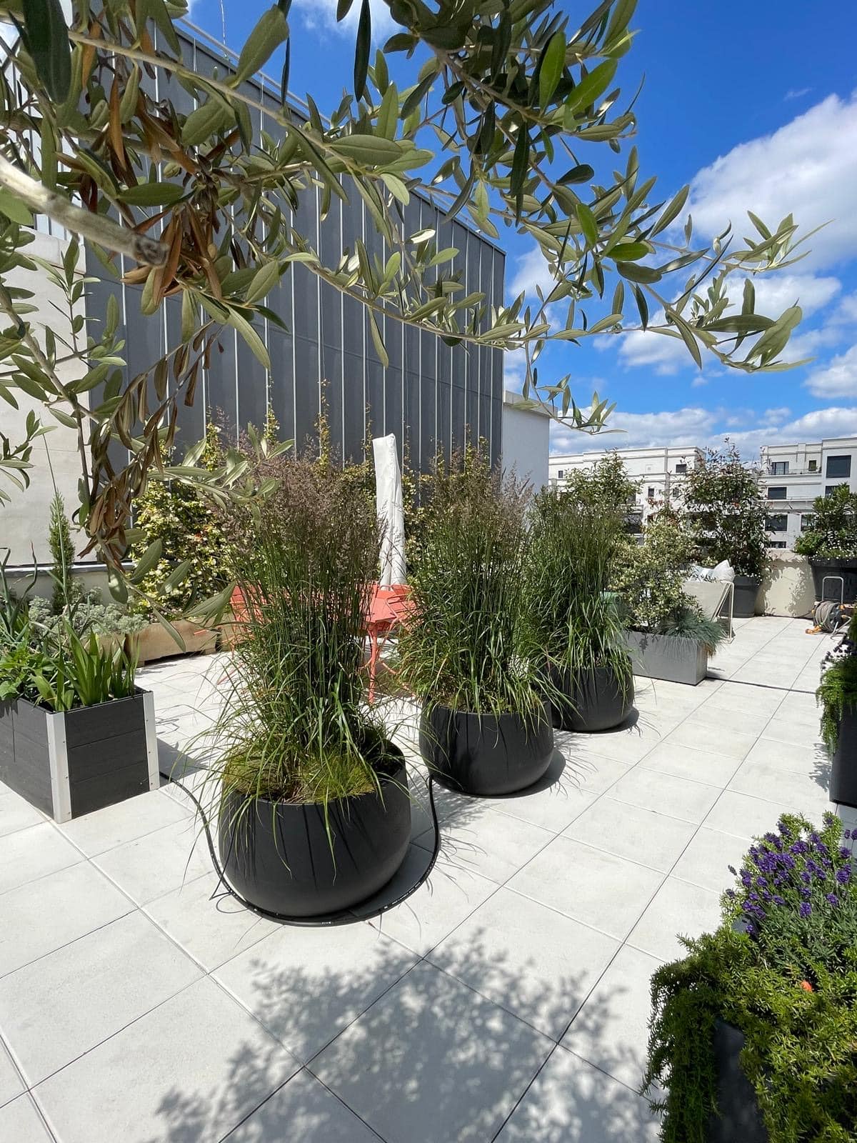 Grande terrasse sur toit ensoleillée avec plantes en pots : olivier, herbes ornementales, lavande. Bâtiments modernes sous ciel bleu nuageux.