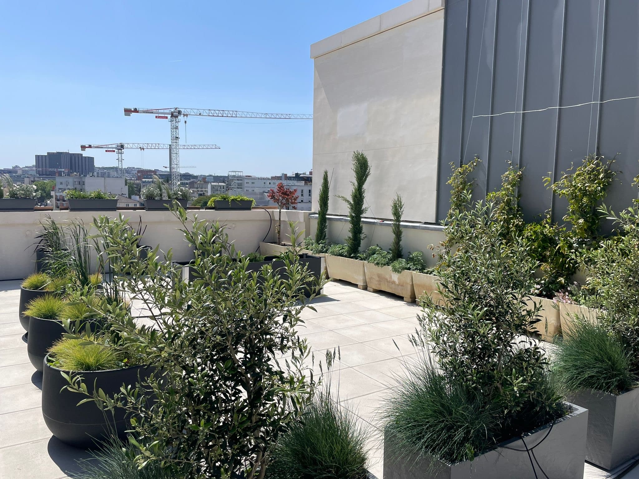 Terrasse de toit ensoleillée avec plantes vertes en pots et oliviers. Vue sur la ville, bâtiment moderne et grues LIEBHERR, EIFFAGE visibles.
