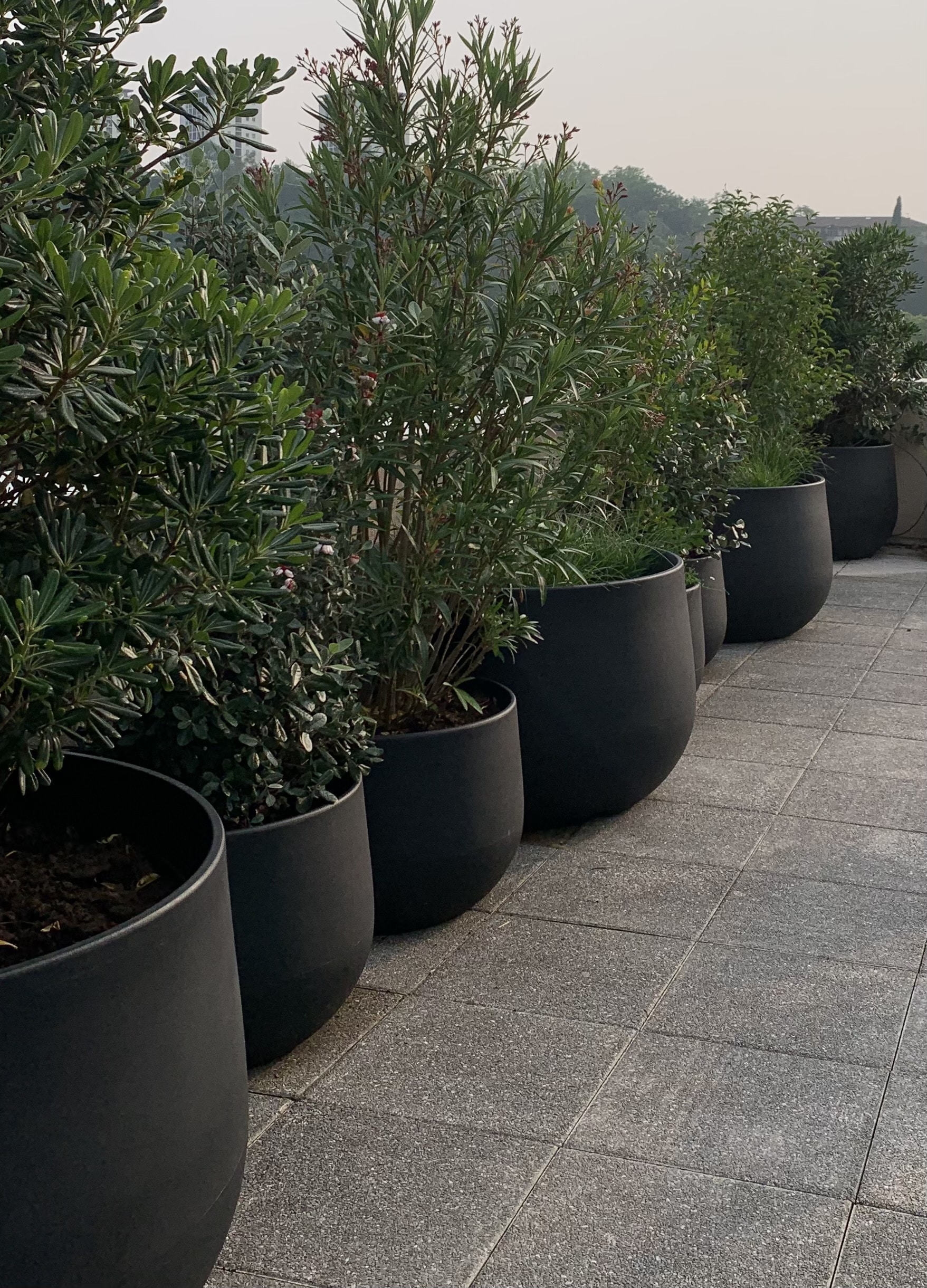 Rangée de grandes jardinières noires avec des plantes vertes variées sur une terrasse carrelée. Arbres et bâtiments lointains sous un ciel clair.