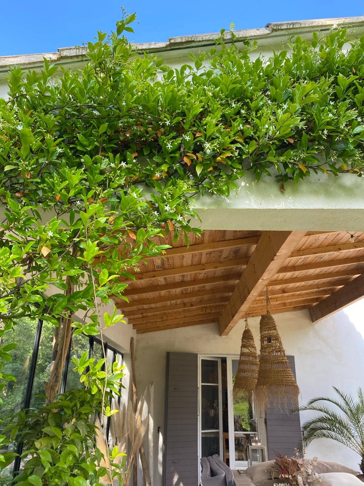 Jasmin étoilé fleuri grimpant sur un mur blanc sous un ciel bleu. Dessous, une pergola en bois avec luminaires tressés et un salon de jardin accueillant.