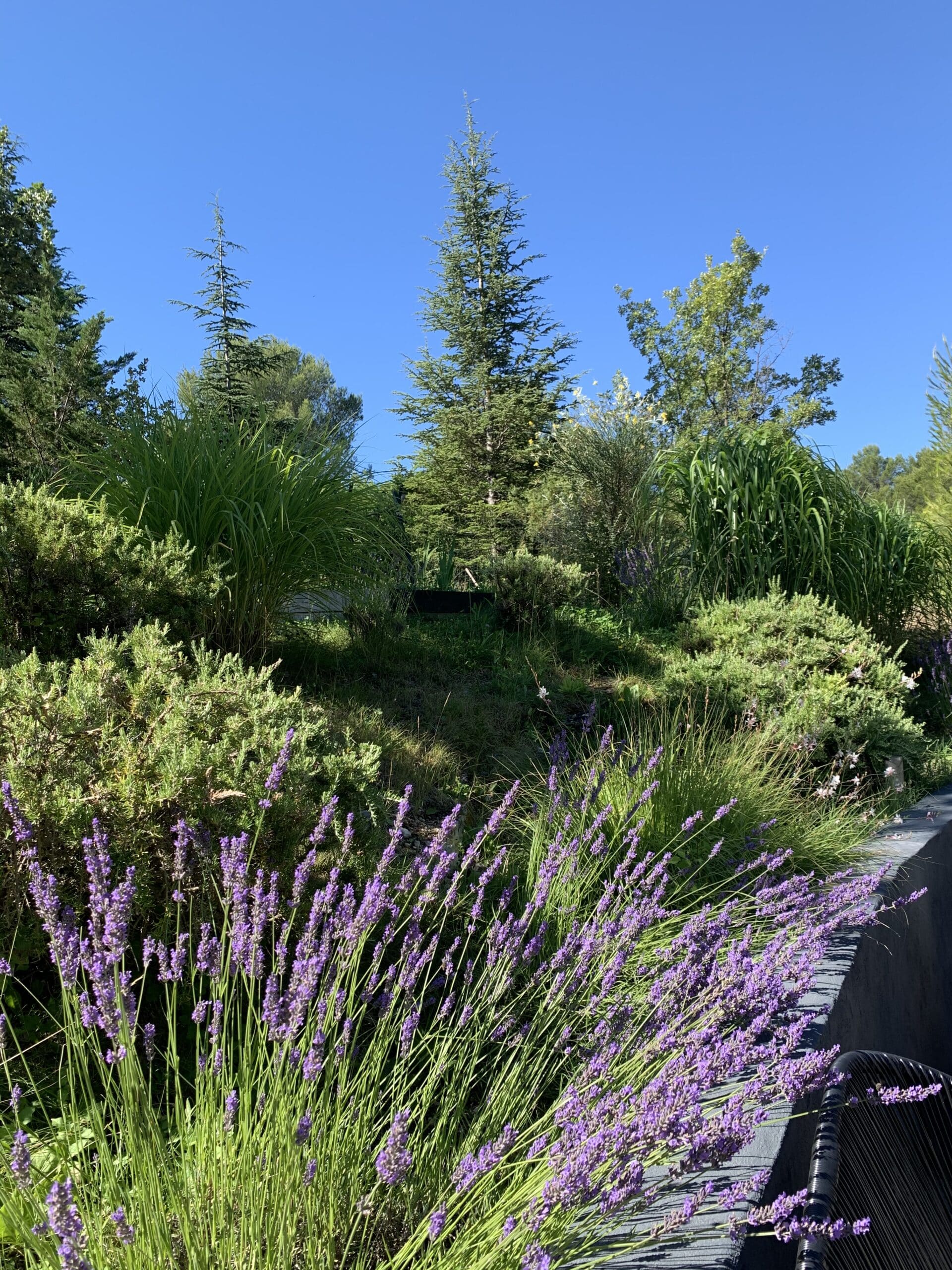 Vibrant jardin ensoleillé avec des lavandes violettes luxuriantes en premier plan, des buissons verts et de grands arbres sous un ciel bleu clair.