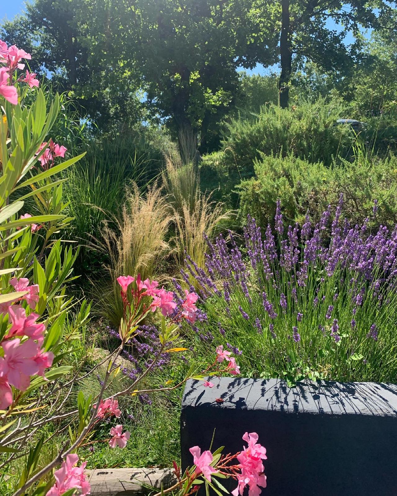 Jardin ensoleillé avec laurier-rose rose vif, lavande violette fleurie, et herbes ornementales. Arbres luxuriants et bac gris.