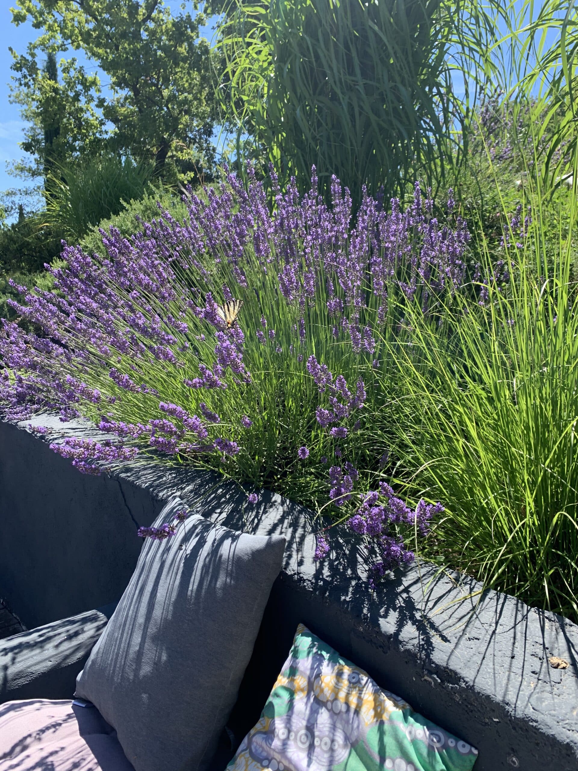 Lavandes violettes luxuriantes en fleurs au soleil, accueillant un papillon strié. Herbes ornementales vertes et coussins d'extérieur sur muret gris.