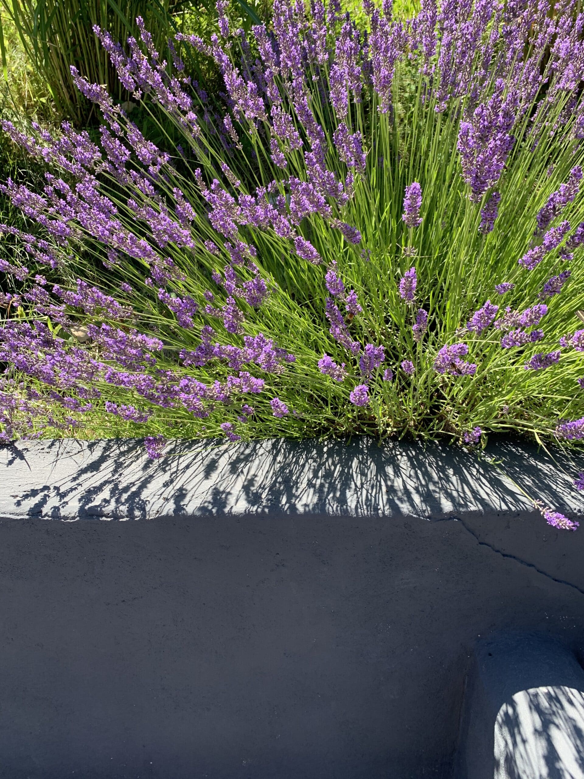 Magnifiques lavandes violettes aux tiges vertes luxuriantes débordant d'une jardinière grise. Ombres nettes du soleil sur la surface texturée.