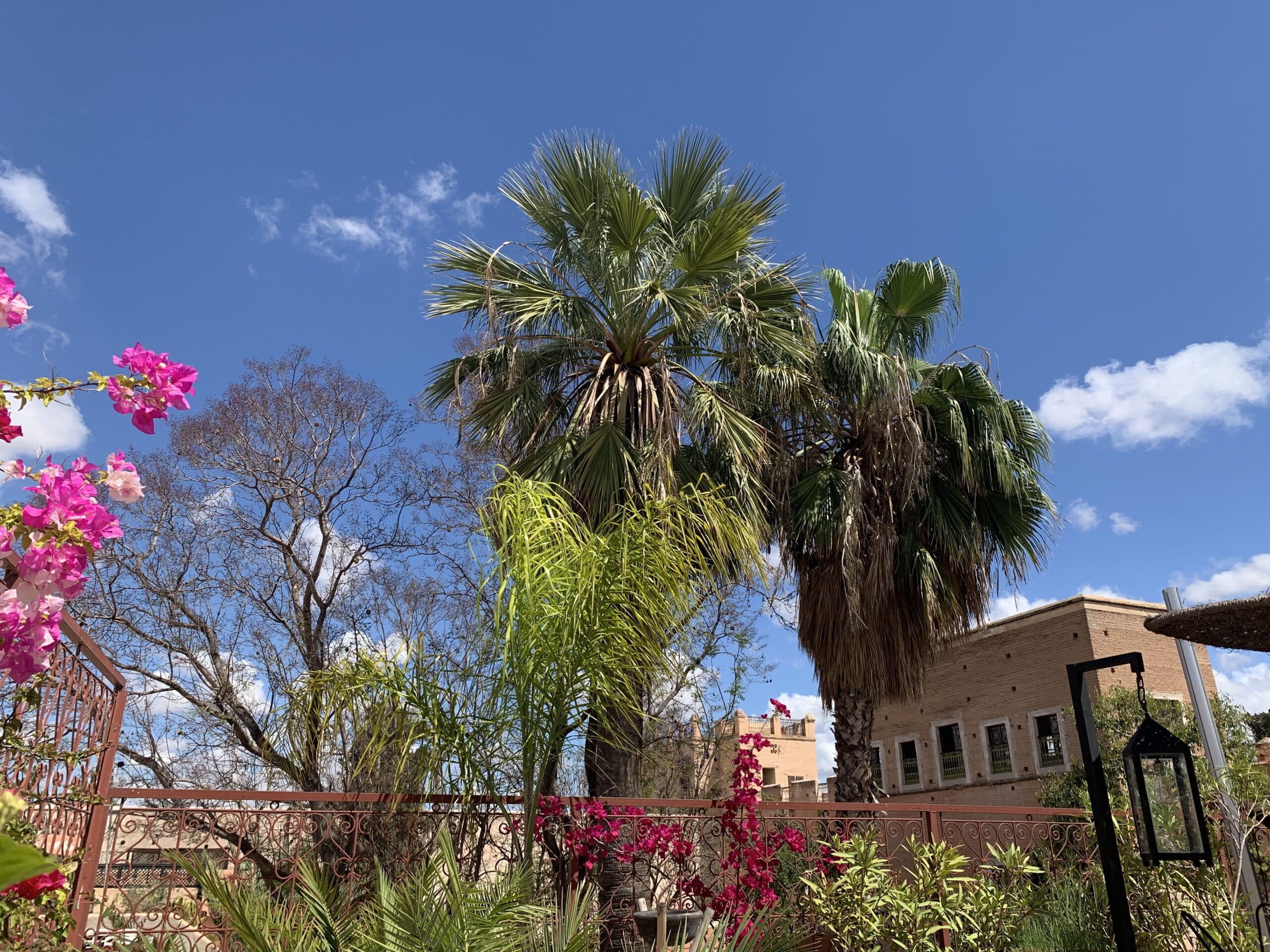 Palmiers, bougainvilliers roses et feuillage verdoyant sous un ciel bleu nuageux, avec des bâtiments en briques et un garde-corps orné.