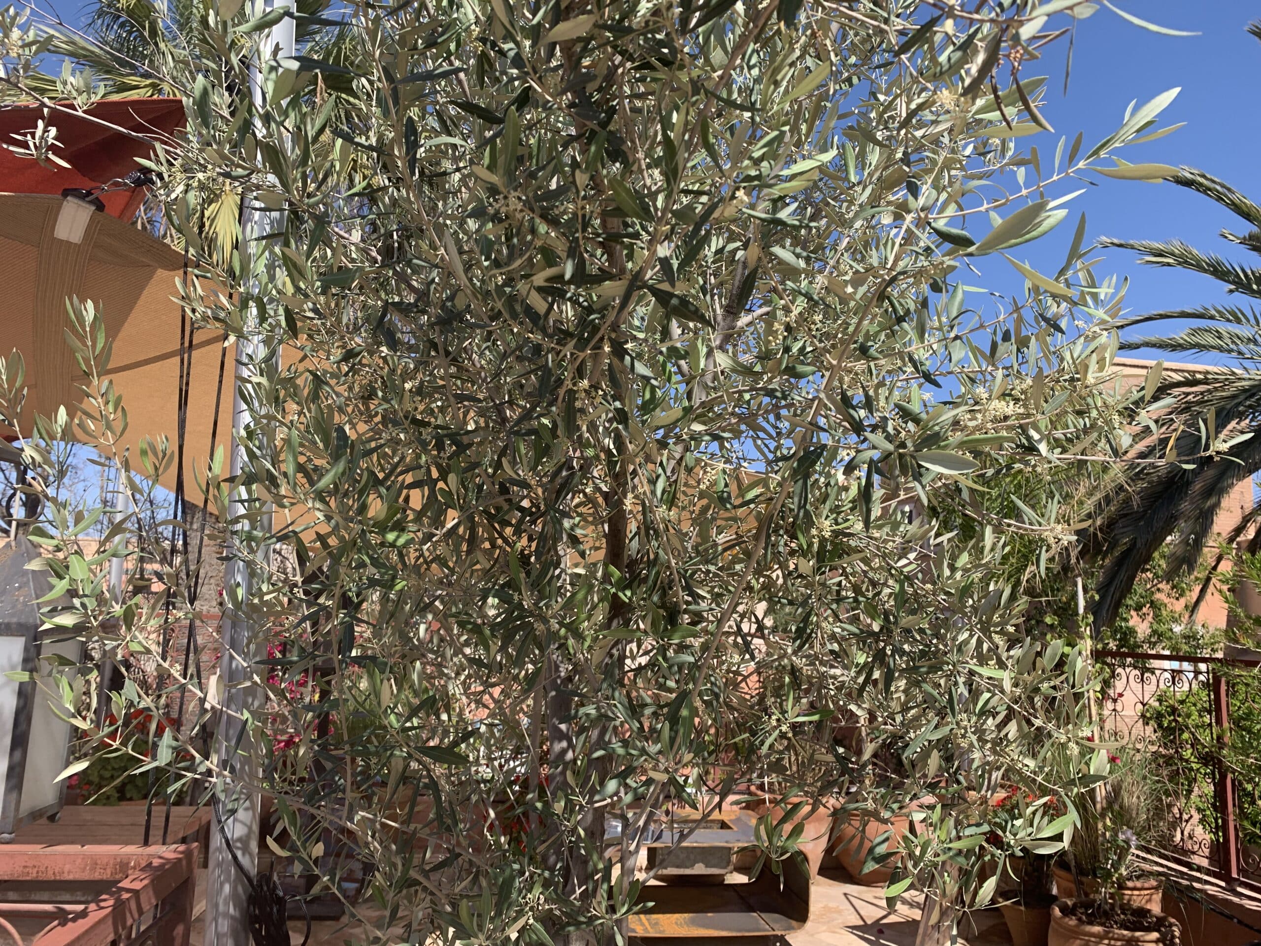 Un olivier aux feuilles vert-argenté et petites fleurs blanches, sur fond de ciel bleu vif et terrasse couleur terre cuite avec plantes en pot.