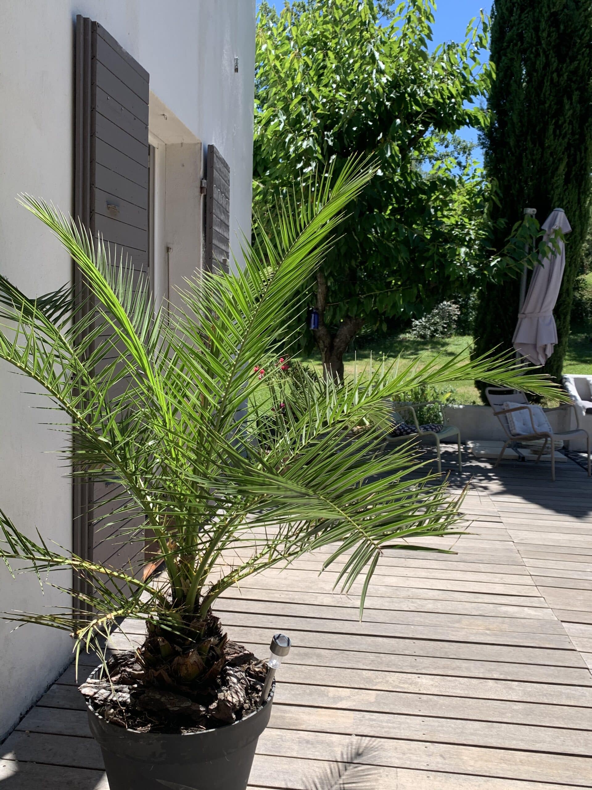 Grand palmier en pot sur une terrasse en bois ensoleillée, adossé à une maison blanche aux volets gris. Jardin méditerranéen luxuriant à l'arrière.
