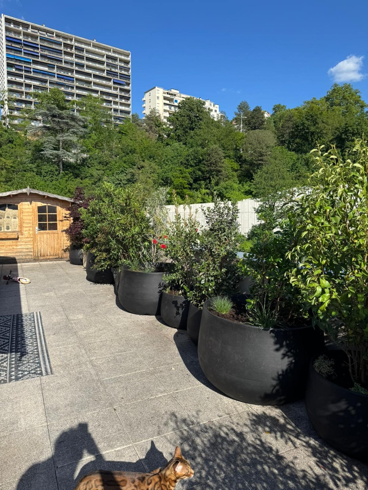Patio ensoleillé avec chat tigré, grands bacs à plantes verts et rouges, cabanon en bois. Immeubles sur colline verdoyante, ciel bleu.