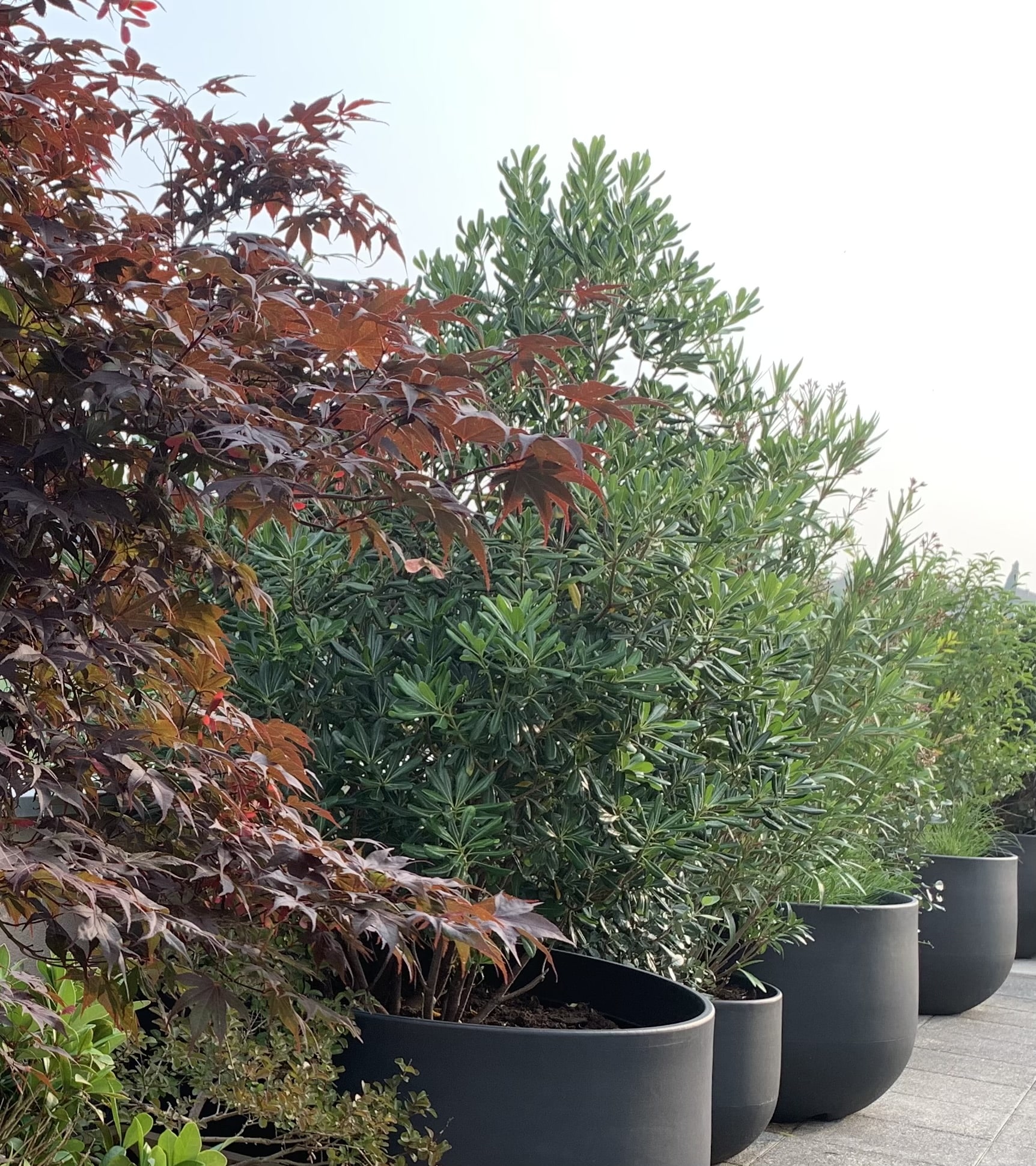 Érable japonais pourpre et verdure luxuriante en grands pots cylindriques foncés, alignés sur une terrasse extérieure. Ciel clair.
