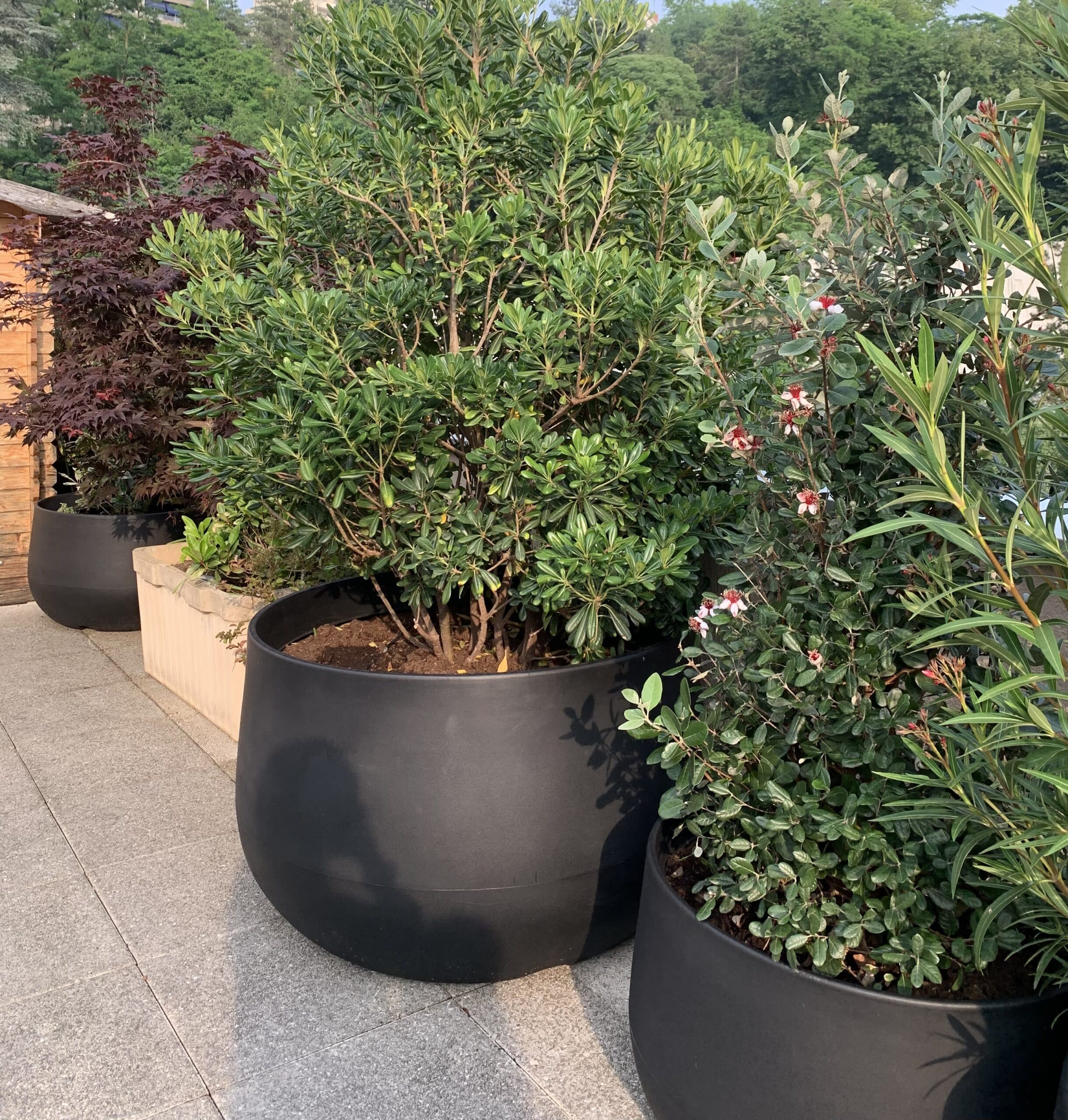 Pots modernes noirs avec érable rouge, buisson vert et plantes à fleurs roses sur terrasse grise. Fond de collines boisées.