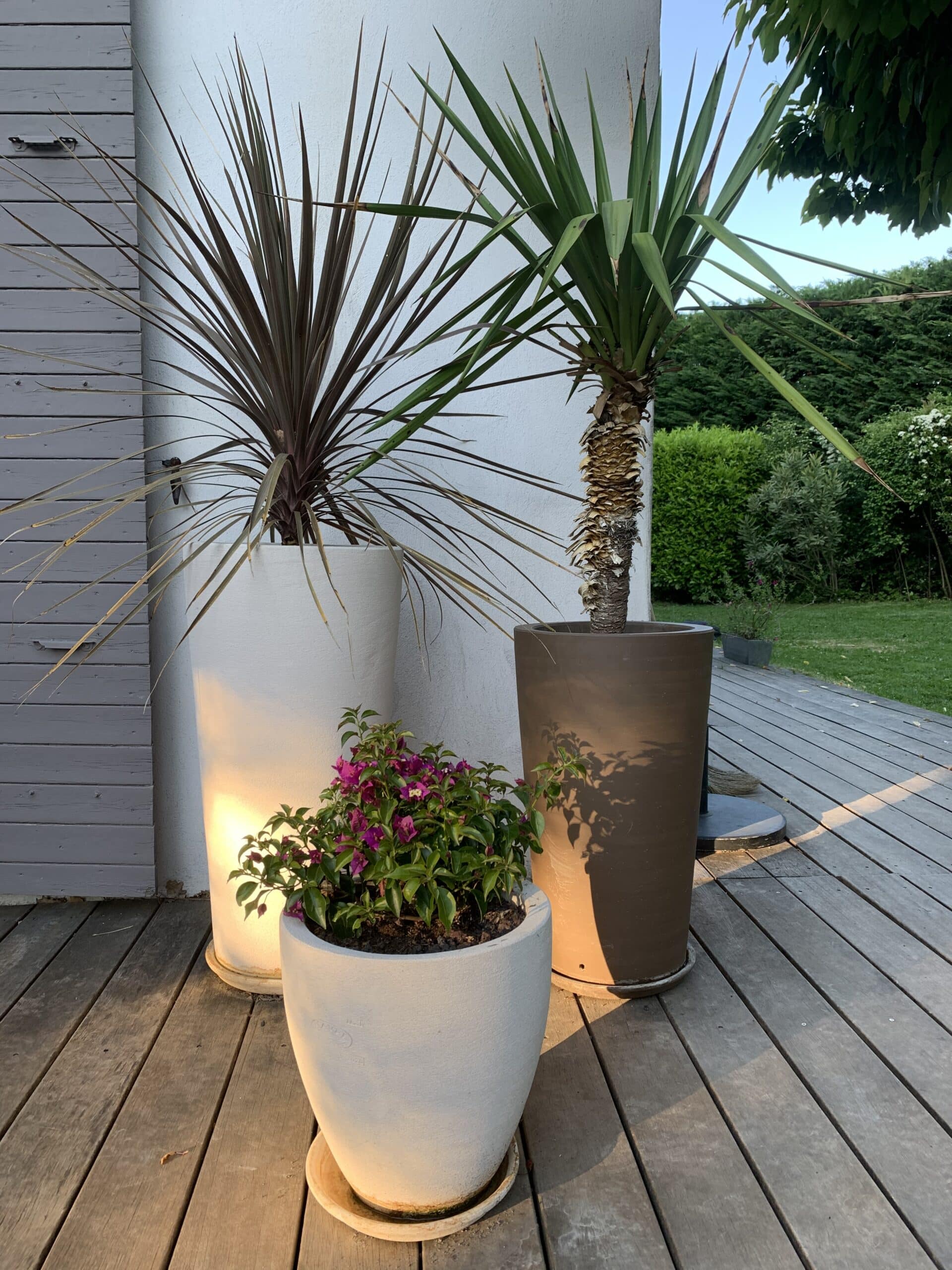 Trois plantes en pot sur une terrasse en bois: plante à feuilles effilées, yucca et bougainvillier violet fleuri. Lumière dorée de fin de journée.