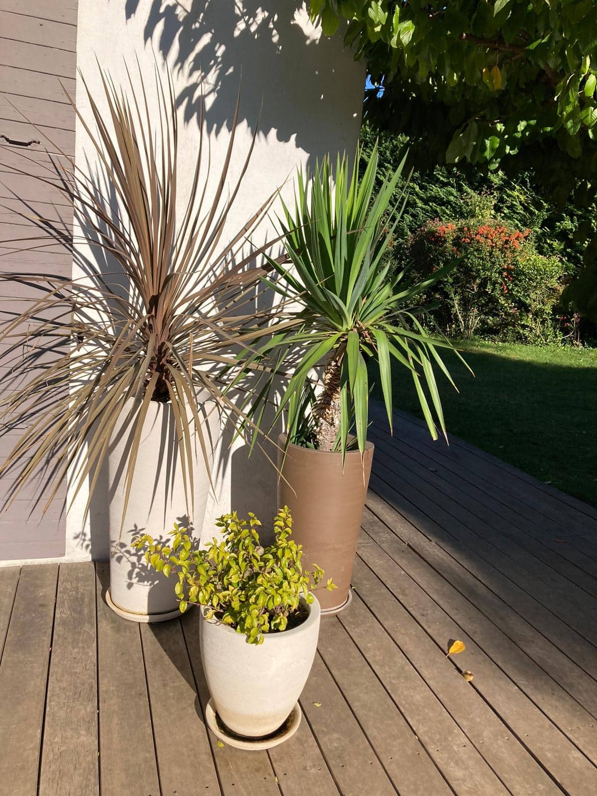 Terrasse bois ensoleillée: Cordyline, Yucca et petite plante en pot. Ombre d'arbre sur mur blanc, jardin verdoyant en arrière-plan.