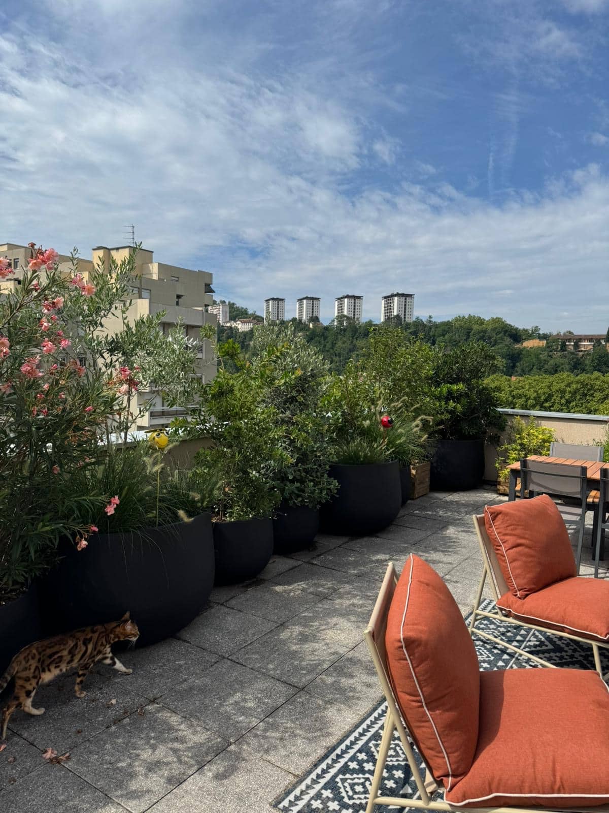 Terrasse de toit ensoleillée avec grands bacs noirs de plantes fleuries et un chat bengal marchant. Vue sur immeubles et collines boisées.