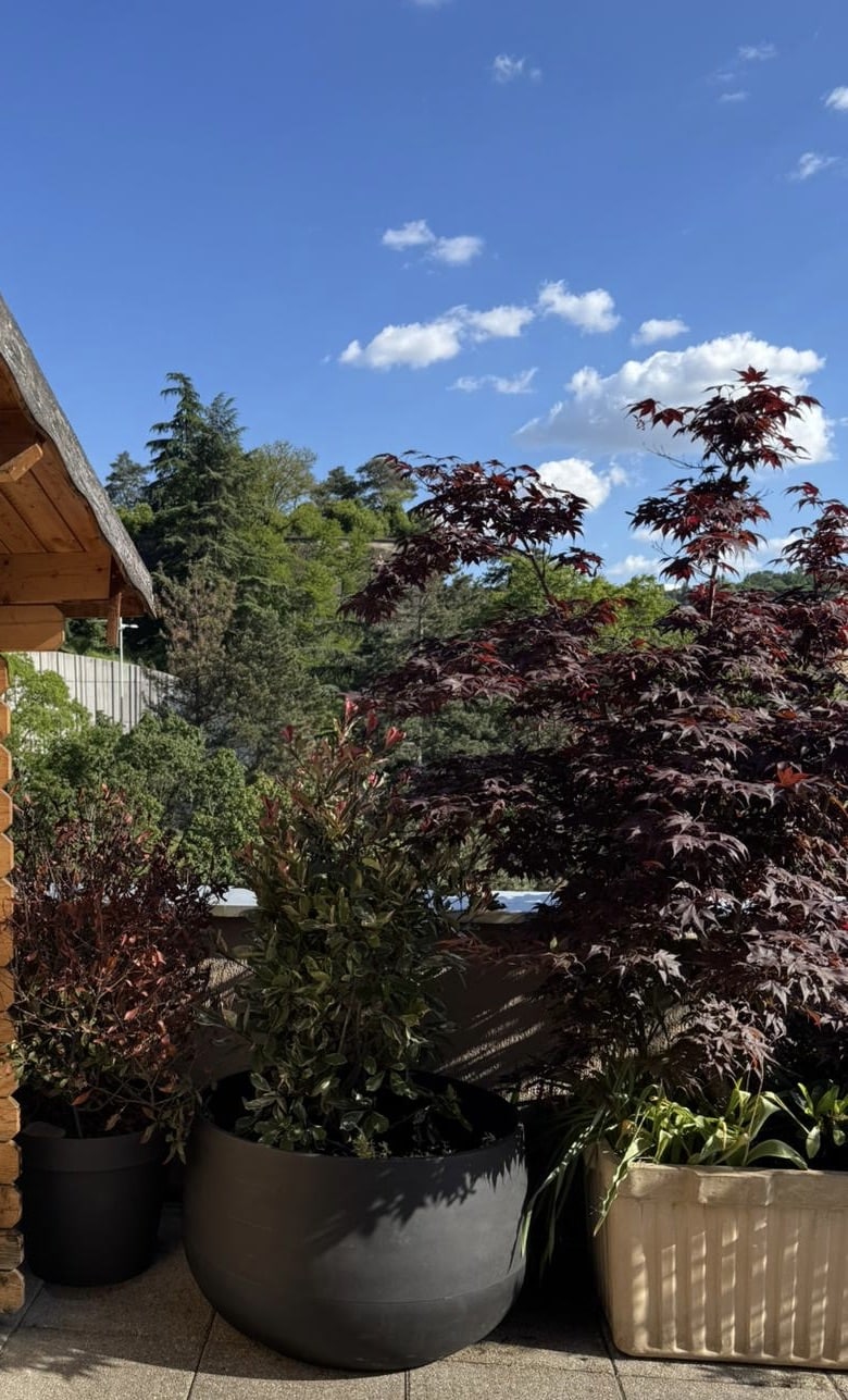 Terrasse ensoleillée, érables japonais rouges en grands pots sombres, plantes vertes variées et forêt dense sous ciel bleu nuageux.
