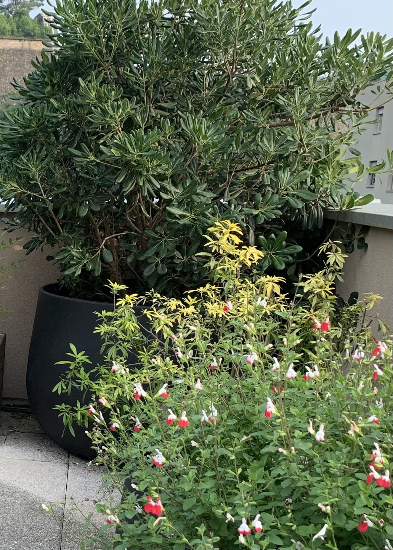 Grande plante verte en pot noir sur un balcon, accompagnée d'arbustes à feuillage jaune vif et de fleurs rouges et blanches au premier plan.